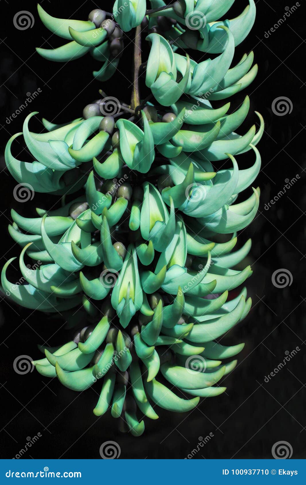 Unusual Jade Vine Flower Tropical Vine Stock Photo Image of creeper