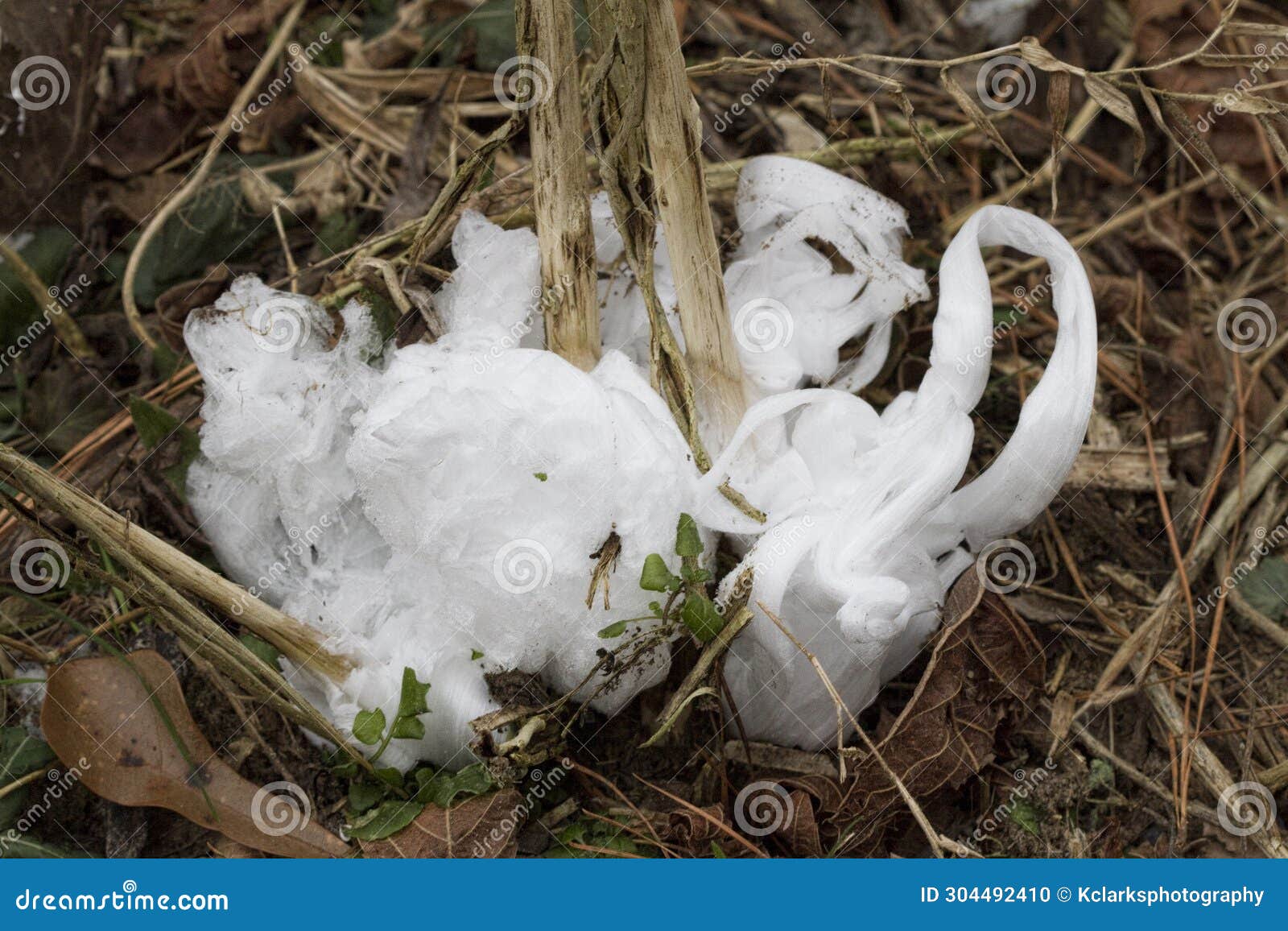 unusual rare frost flowers - ice flowers - ice fringes or filaments