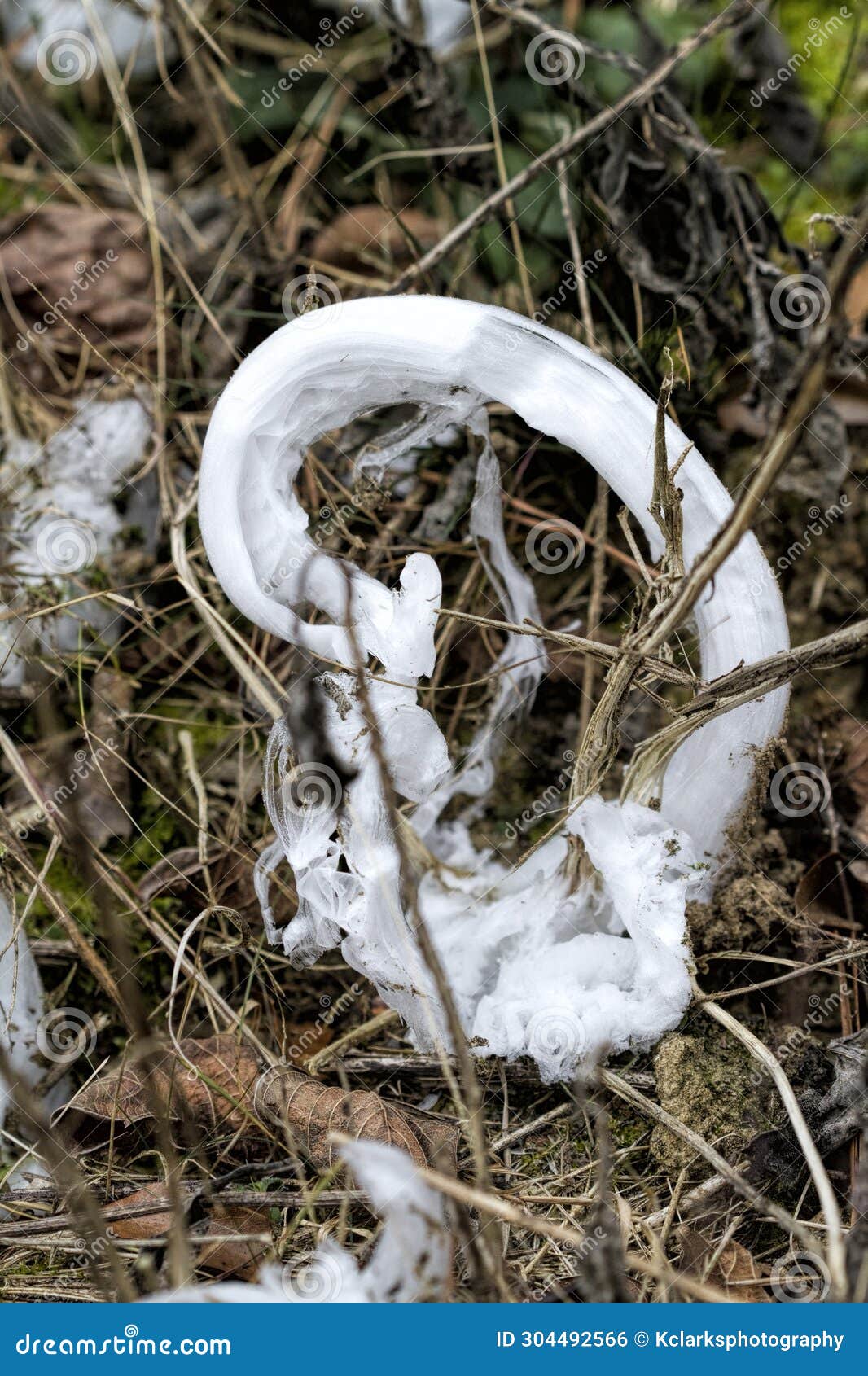 unusual rare frost flowers - ice flowers - ice fringes or filaments