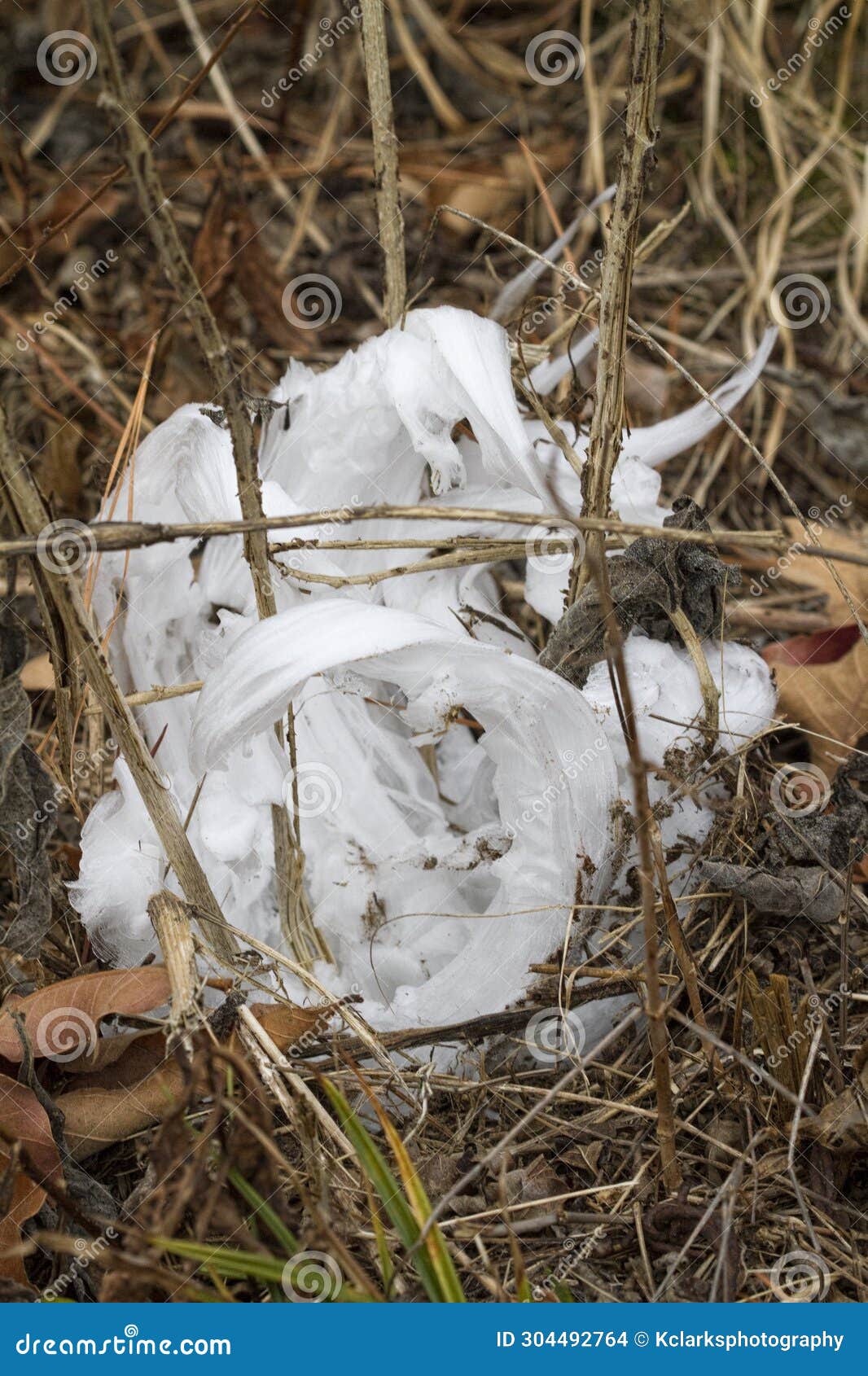 unusual rare frost flowers - ice flowers - ice fringes or filaments