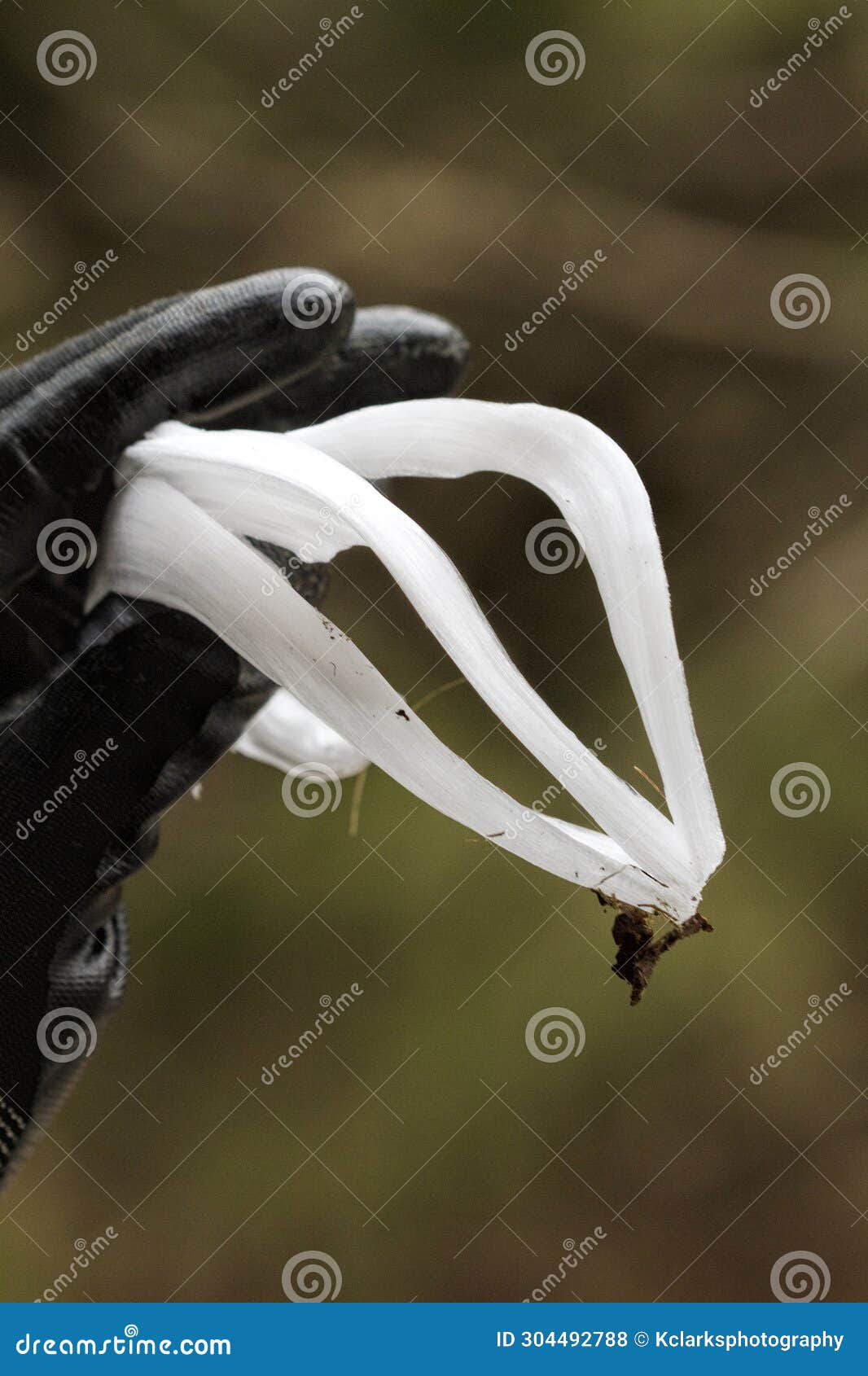 unusual rare frost flowers - ice flowers - ice fringes or filaments