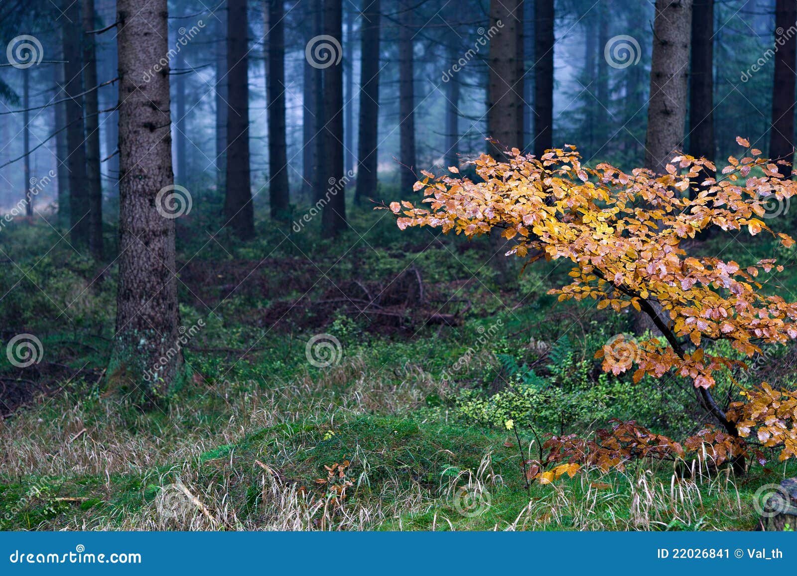 Unverwüstlicher Wald nahe Masserberg, Schiefergebirge, Deutschland