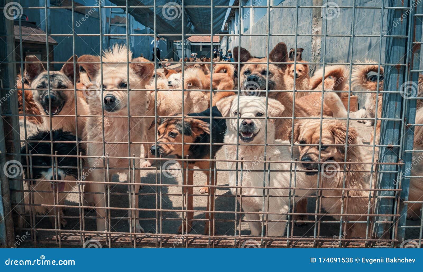 Unwanted and Homeless Dogs of Different Breeds in Animal Shelter. Looking and Waiting for People To Come Adopt. Shelter for Stock Photo - Image of adoption, capture: 174091538 Unwanted and Homeless Dogs of Different Breeds in Animal Shelter. Looking and Waiting for People To Come Adopt. Shelter for Stock Photo - Image of adoption, capture: 174091538