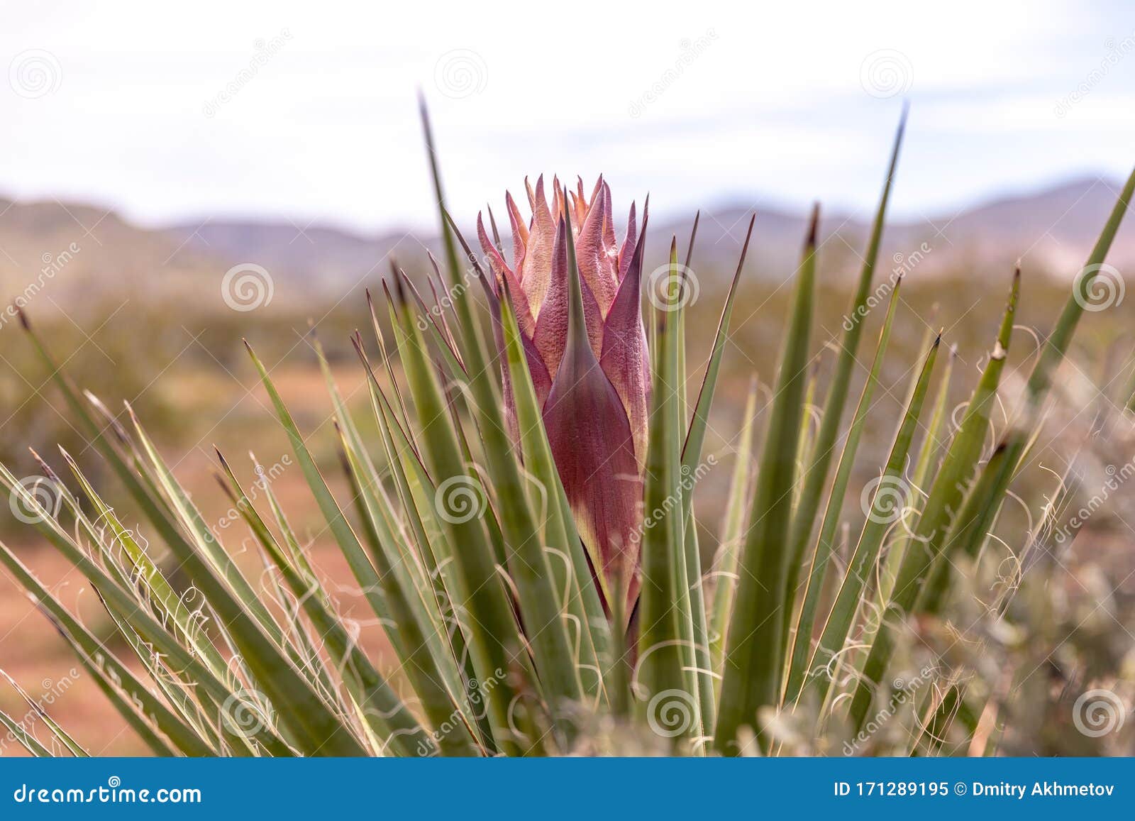up close photo of a mojave yucca flower ready to bloom.