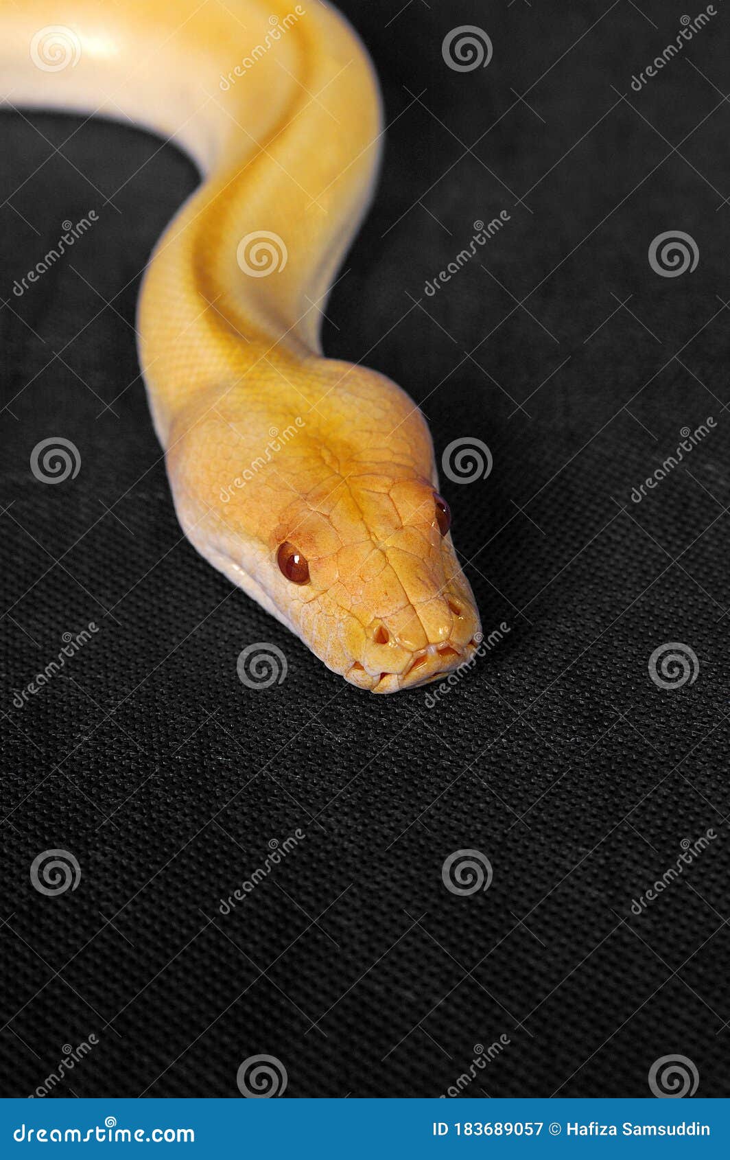 An Up-close Picture of a Yellow Snake with Red Eyes Stock Image - Image
