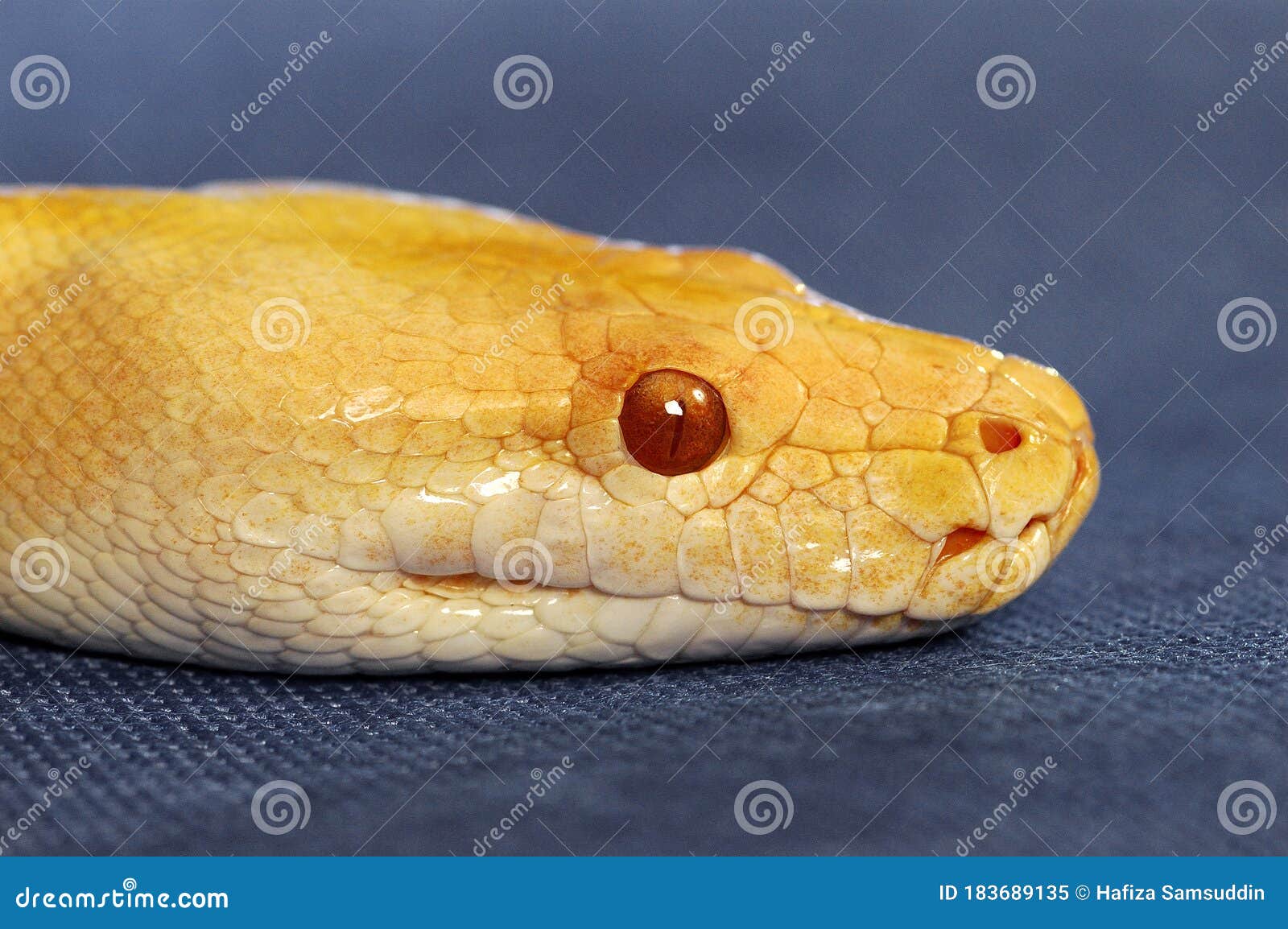 A Yellow Snake with Red Eyes Stock Image - Image of wild, poisonous