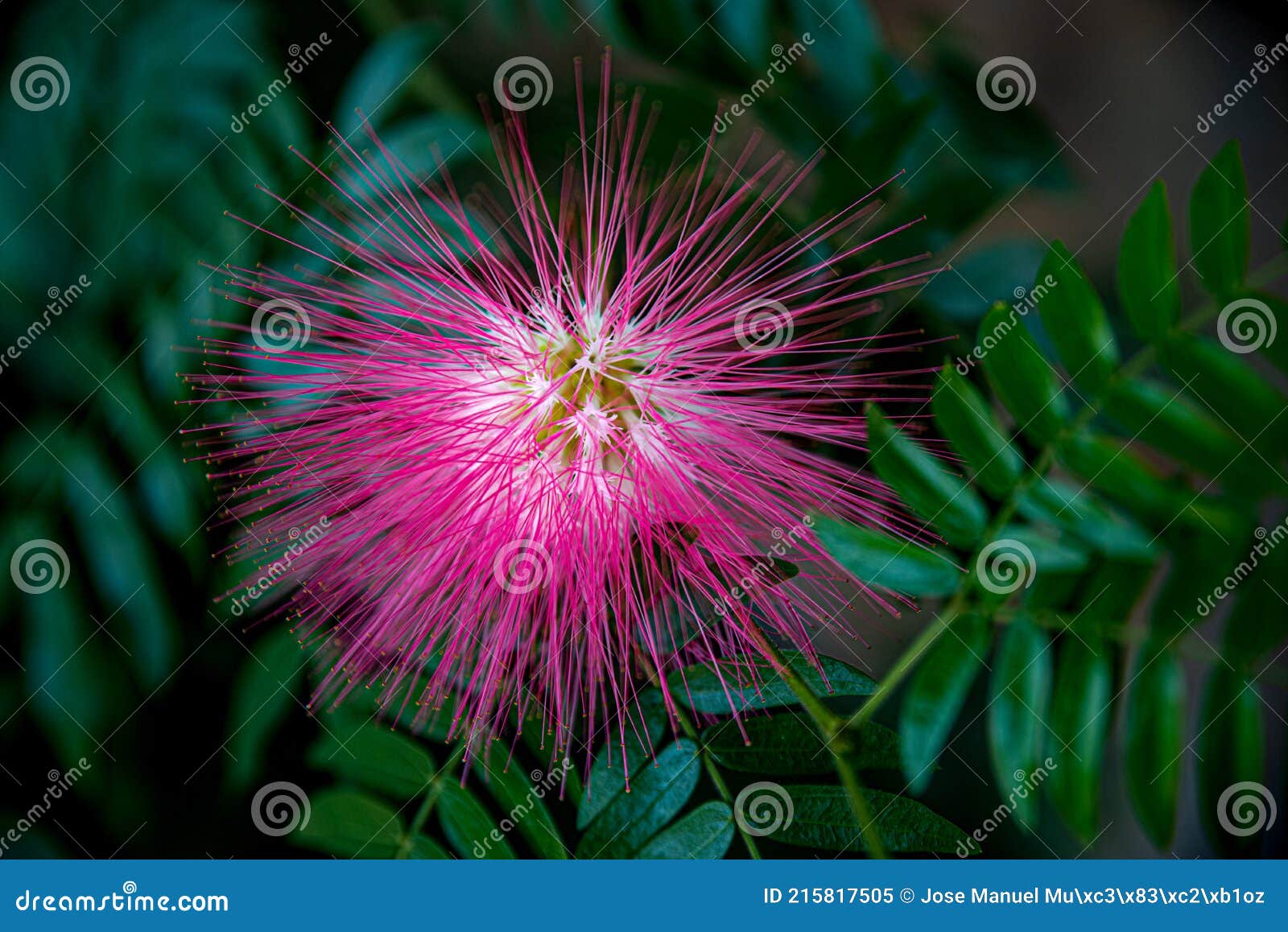 Up Close Pink Mimosa Flower Stock Image Image of botany, close 215817505
