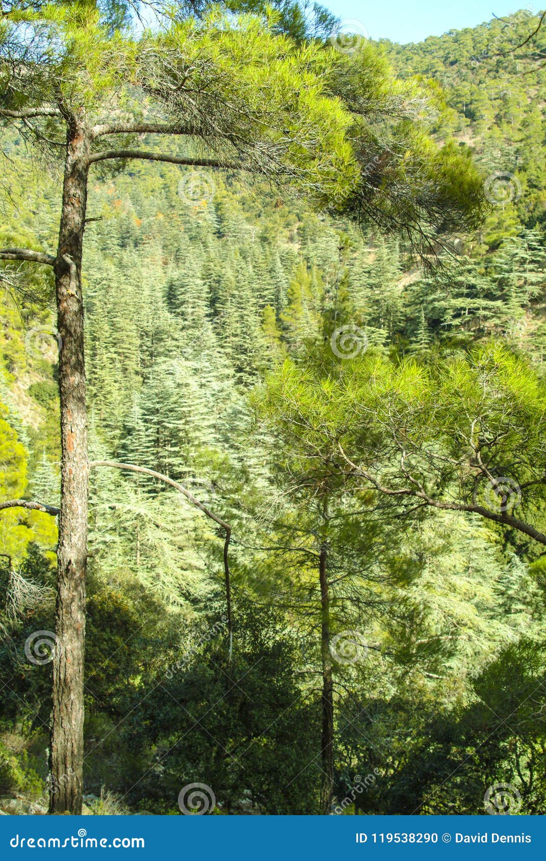 A View Of Secret Valley Pine Trees In The Troodos ...