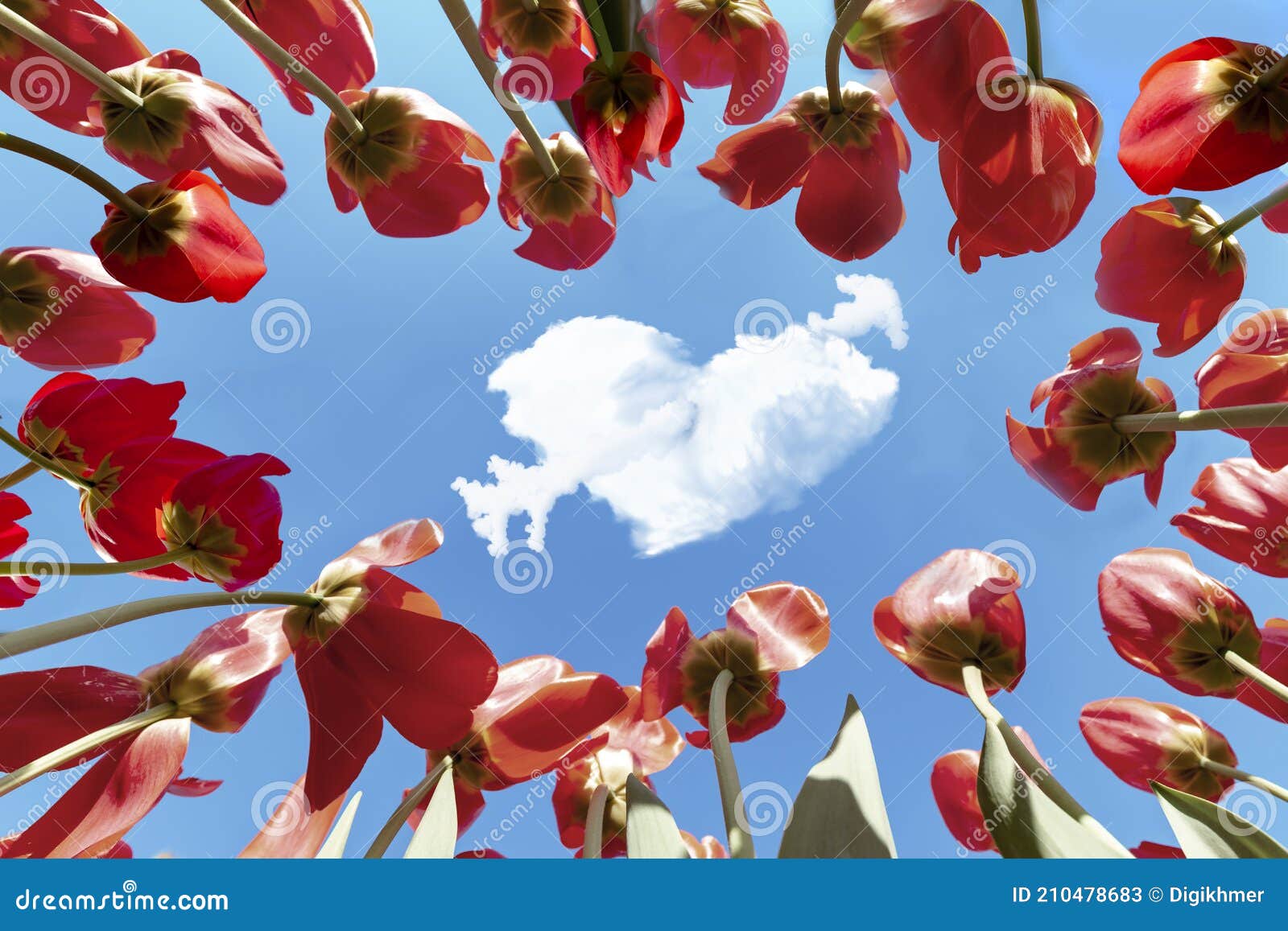 Real love is in the air. Up view of concentric red tulips pointing to Cupidon heart-shaped clouds against a blue and vivid spring sky concept