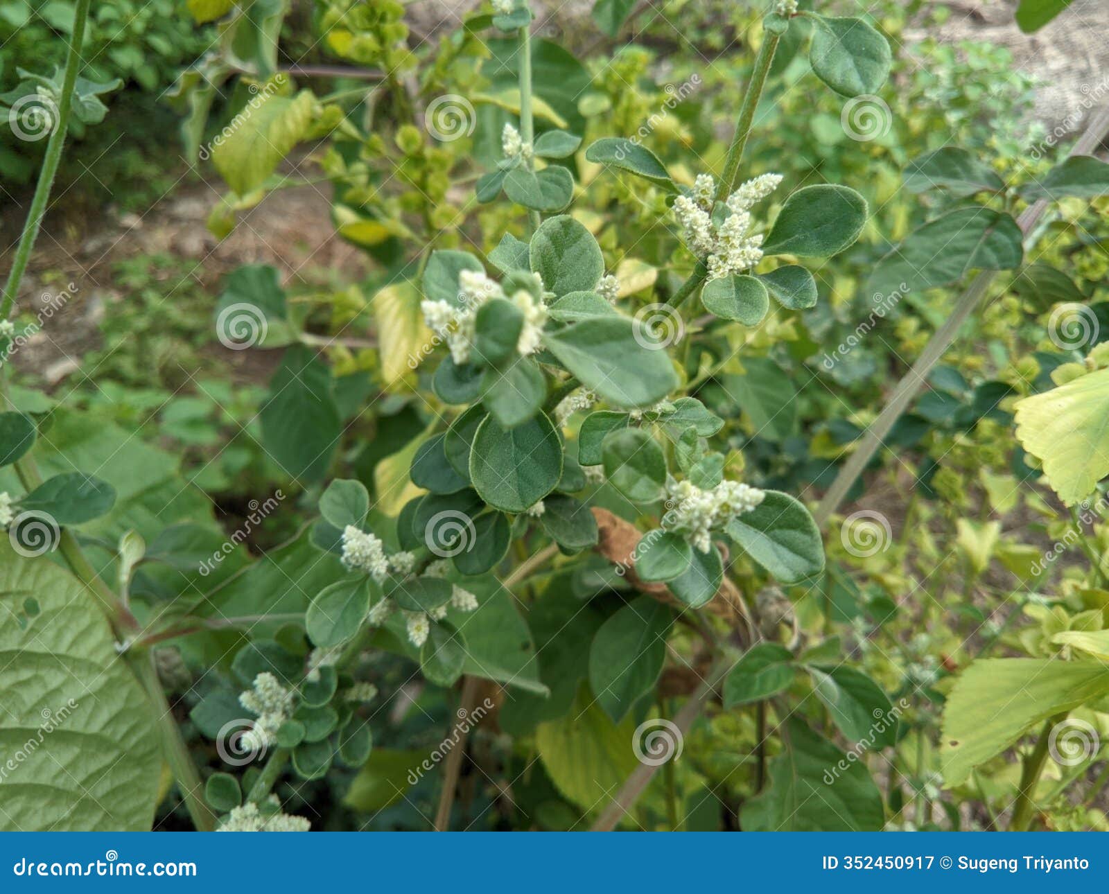 upas-upas grass (aerva lanata) is an annual shrub that grows wild, containing alkaloids, terpinoids