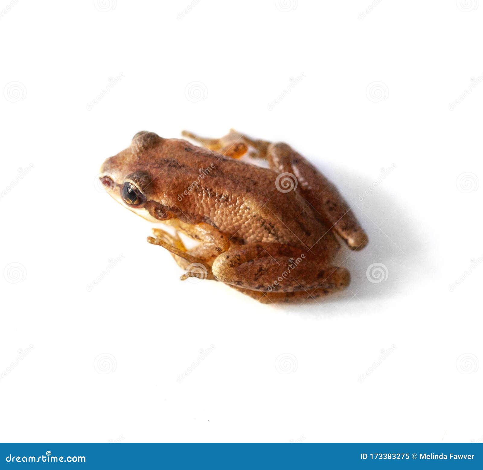 Upland Chorus Frog Isolated Stock Image Image of animal, resting