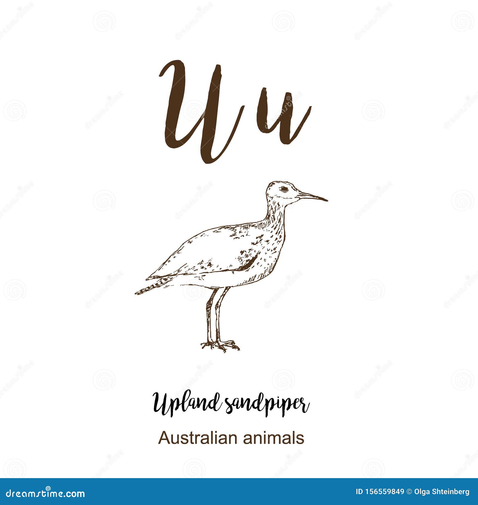 Upland Piper, a To Z, Alphabet Sketch Animals Drawing Illustration. Hand Drawn Lettering. Letter U Stock Illustration - Illustration of australia, paper: 156559849