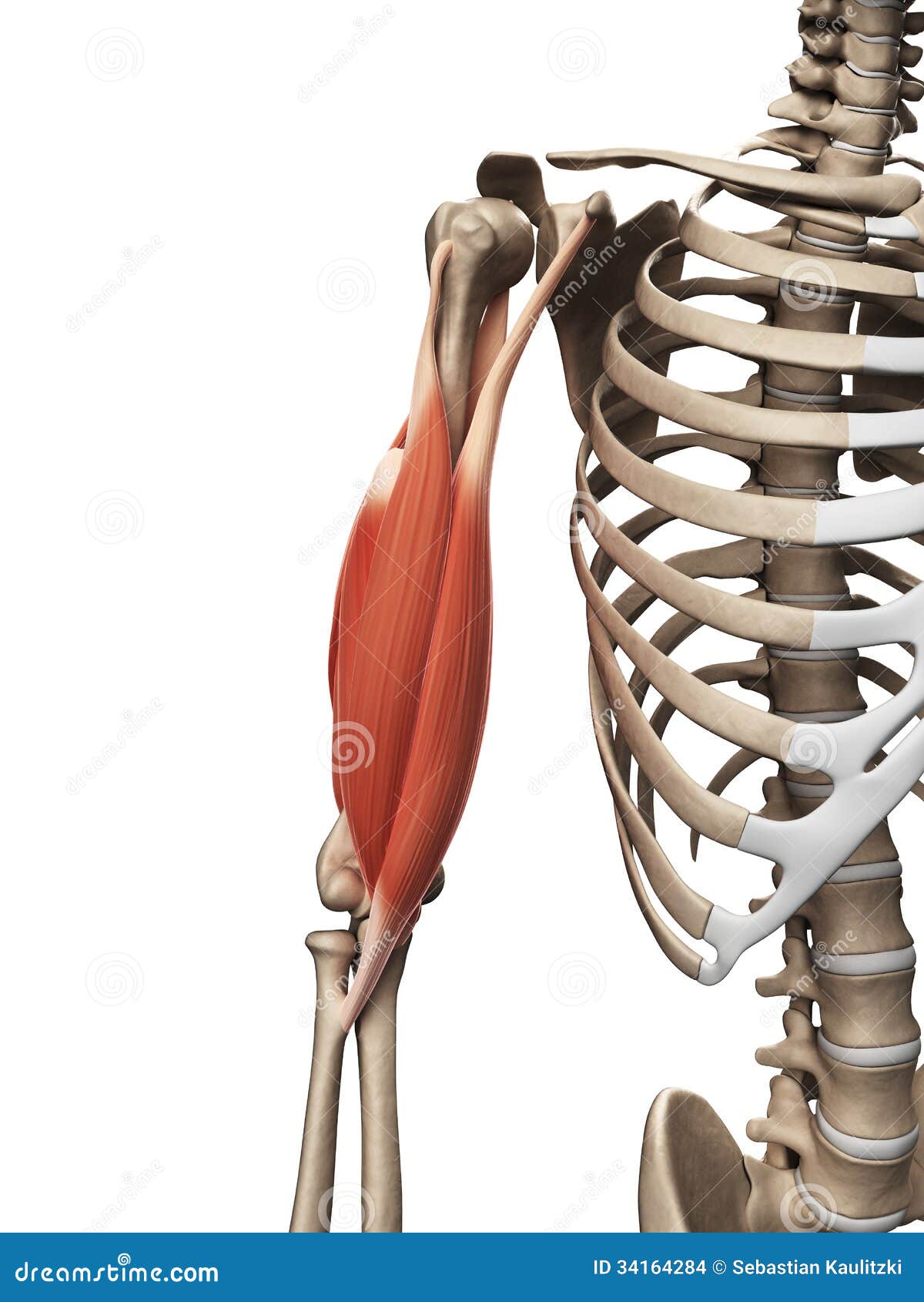 the upper arm muscle