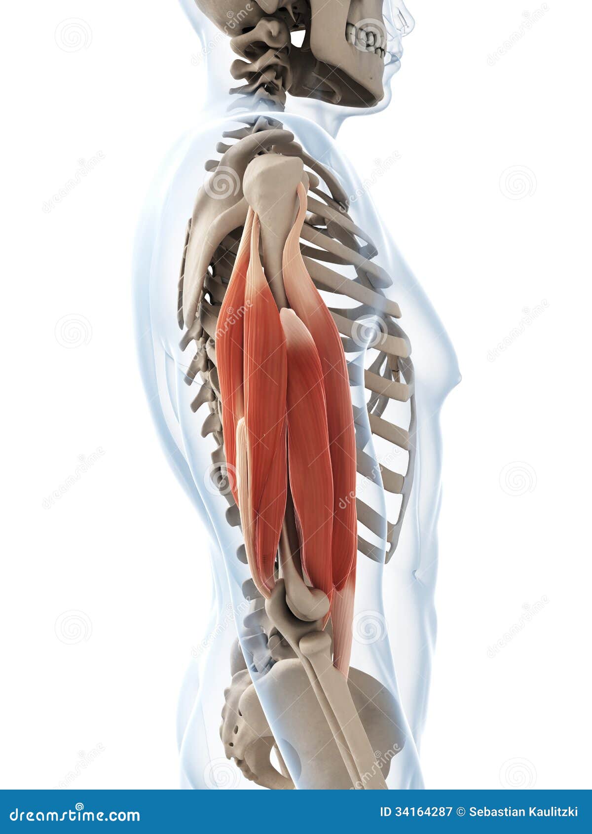 Upper Arm Muscle Stock Illustrations 246 Upper Arm Muscle Stock Illustrations Vectors Clipart Dreamstime
