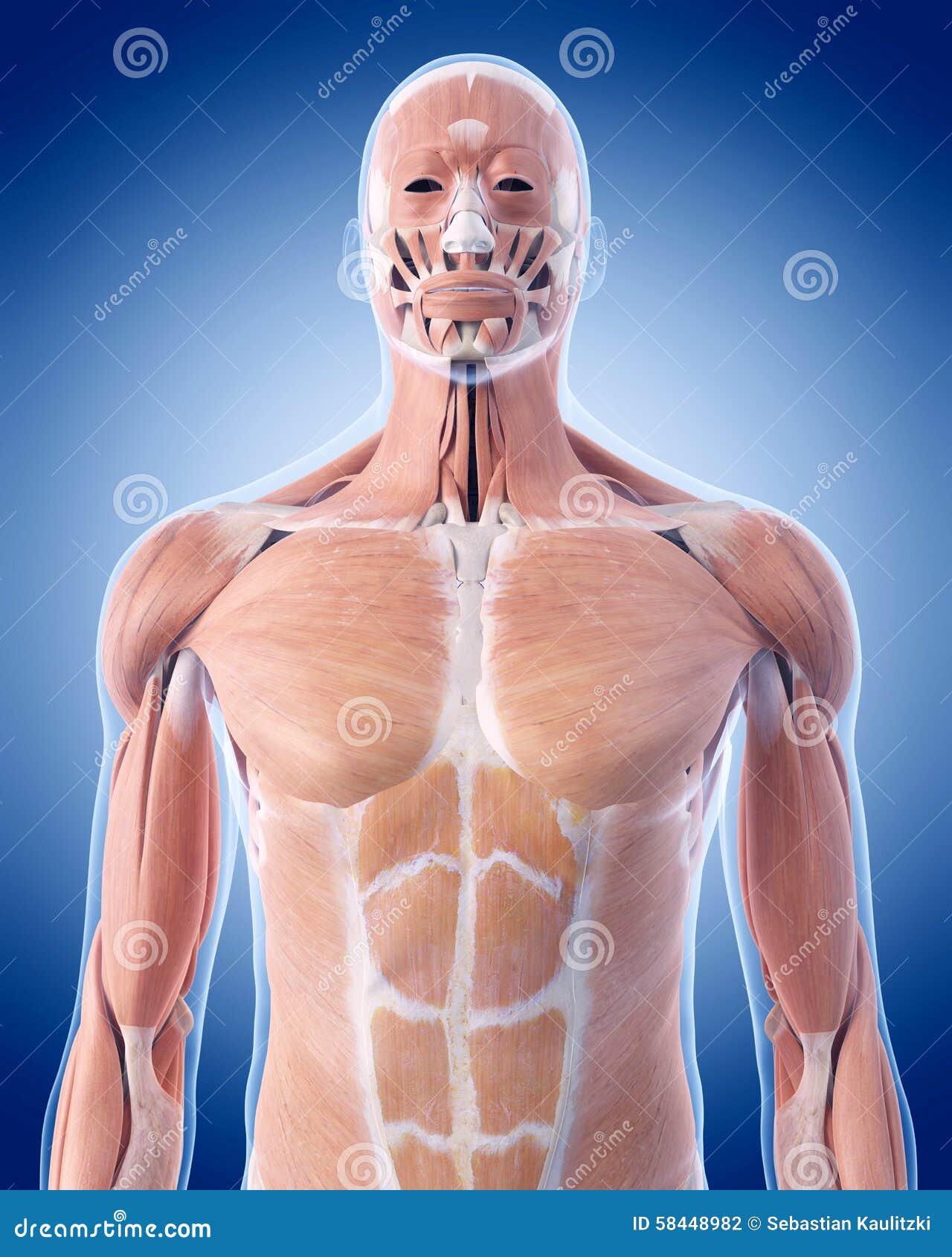 The upper body muscles stock illustration. Illustration of anatomical