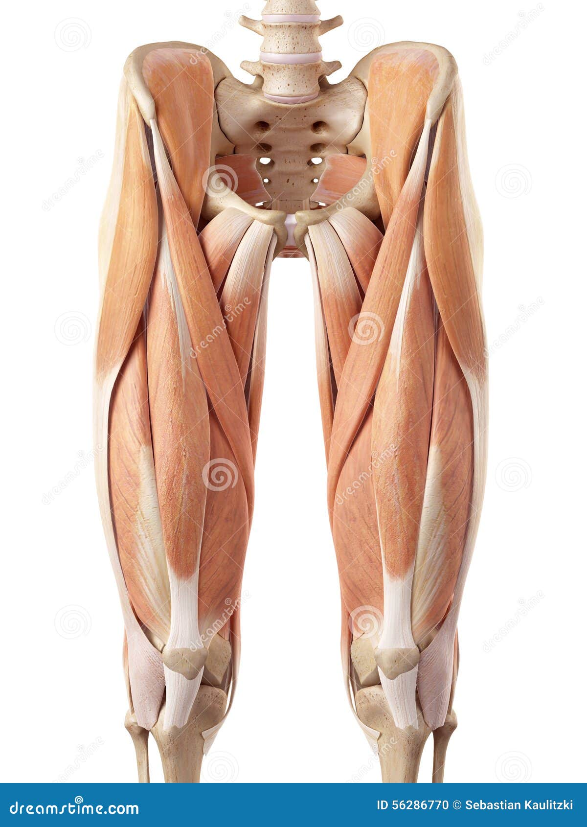 The upper leg muscles stock illustration. Illustration of ...