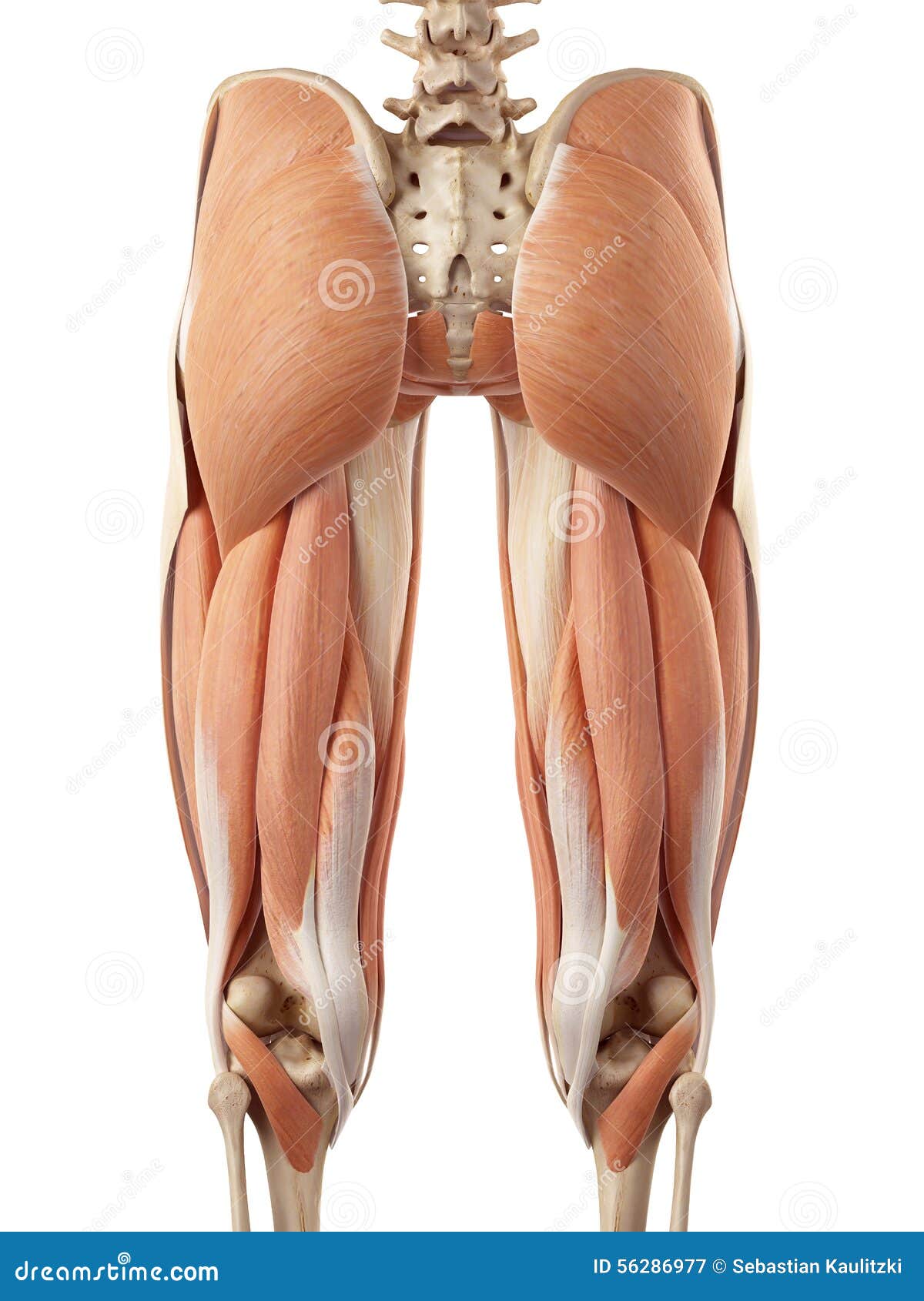 The upper leg muscles stock illustration. Illustration of muscles