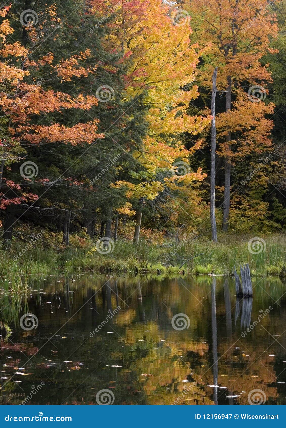 upper michigan fall colors by quiet stream