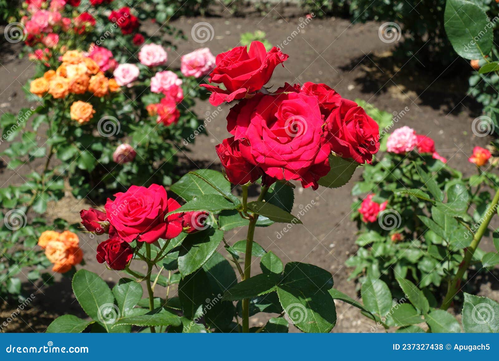 Upright Branches of Rose Bush with Red Flowers Stock Photo Image of