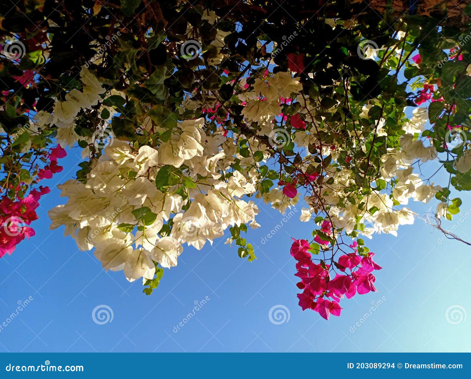 Upside Down Hanging Flowers Stock Photo Image of shrub, sunlight