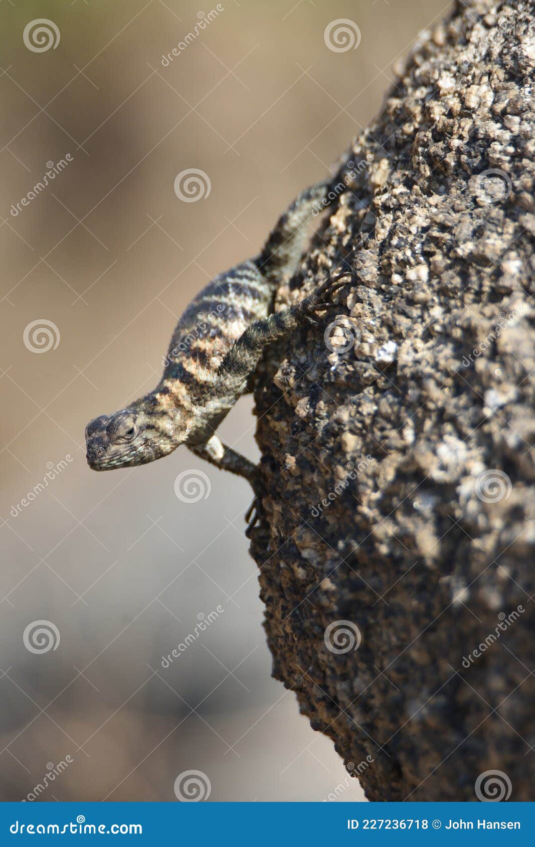 Upside down lizard stock photo. Image of hangs, holds 227236718