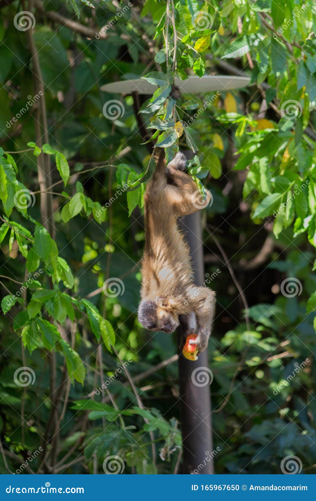 Profile of a wild monkey in the jungle. Primate Macaco Prego (nail