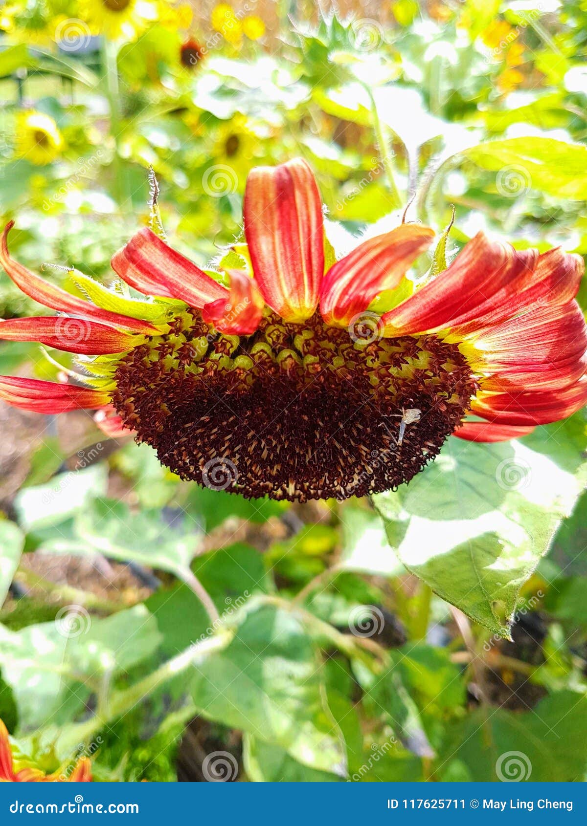 Sunflower Red Upside Down Stock Image Image of annuus, seeds 117625711