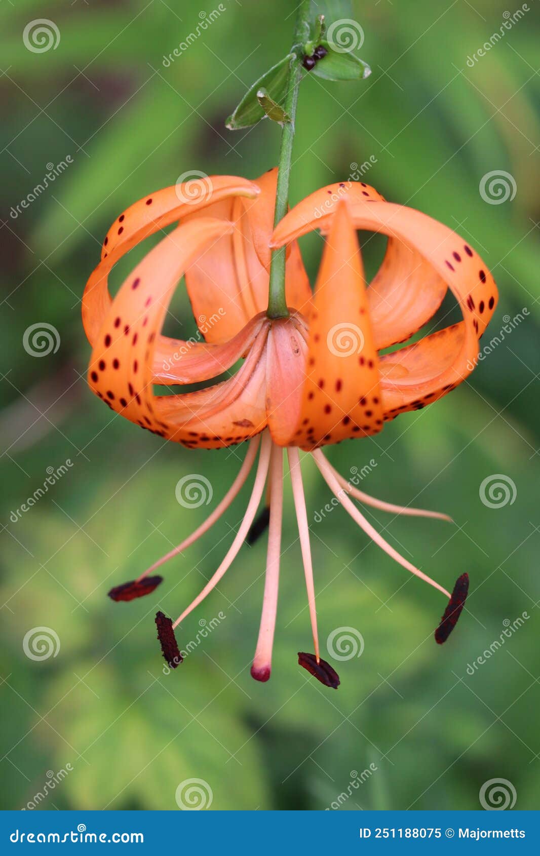 Upside Down Tiger Lily Bloom Stock Image Image of vertical, spotted