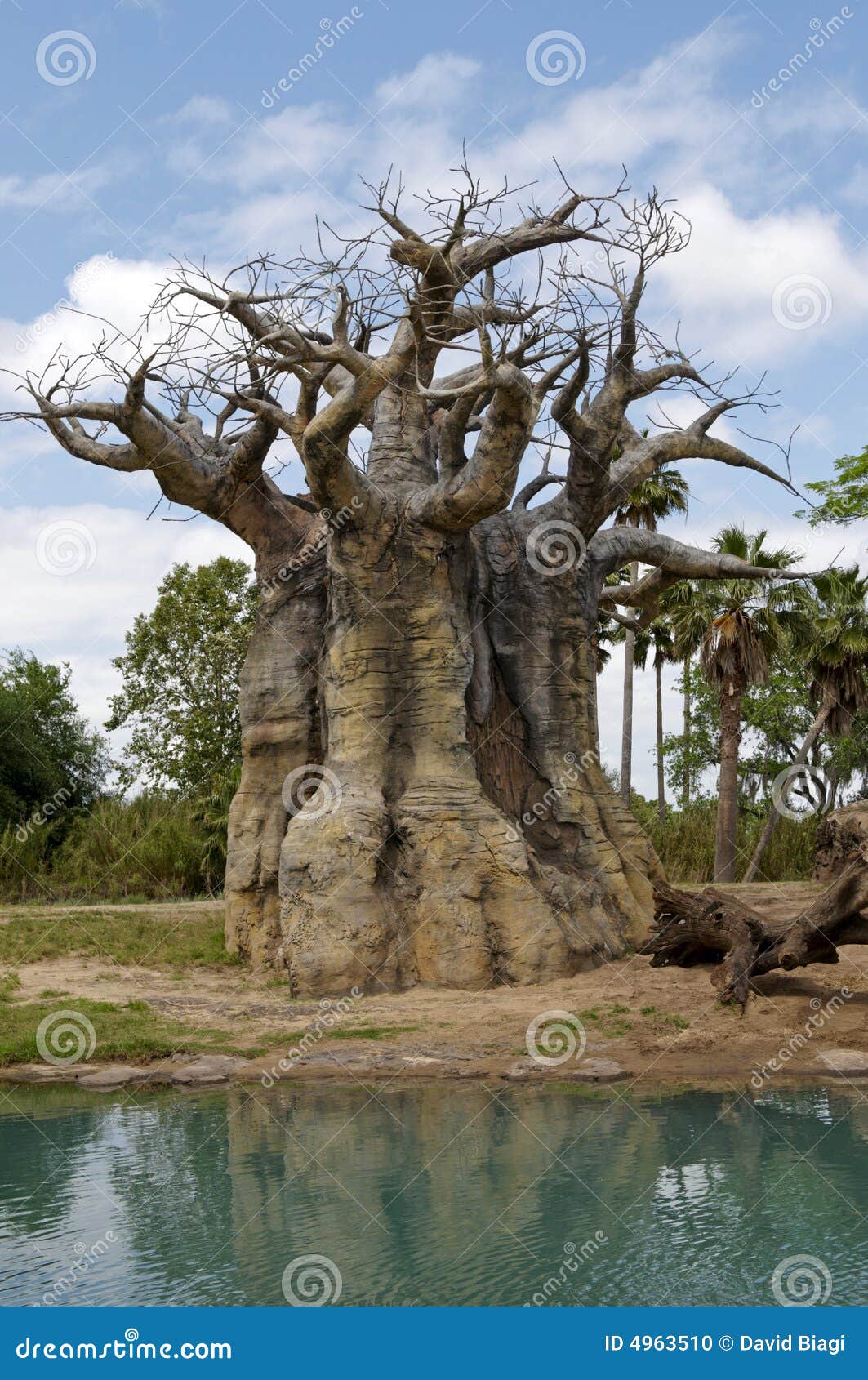 An Upside Down Tree near a stream