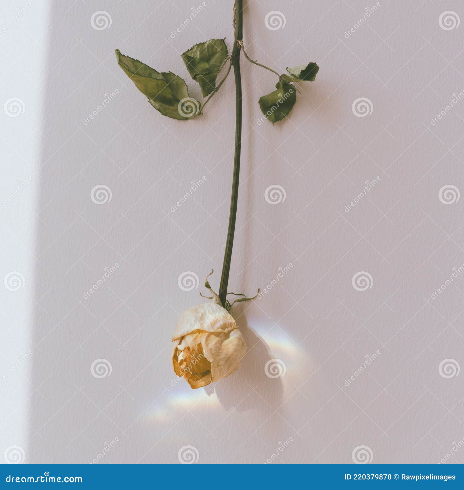 Upside Down White Rose on a Wall Stock Photo Image of blossom
