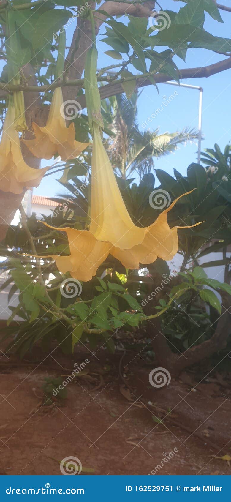 Upside down yellow flower stock image. Image of upside 162529751