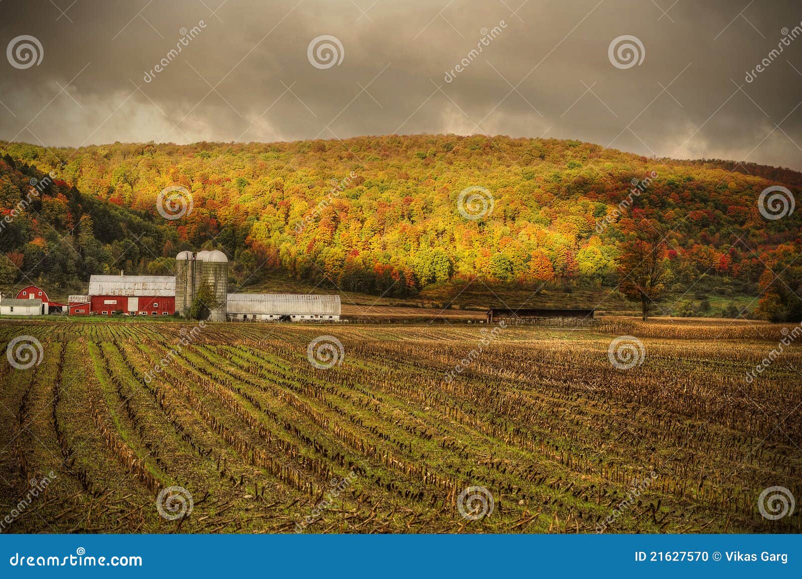 180+ Upstate New York Farm Stock Photos, Pictures & Royalty-Free