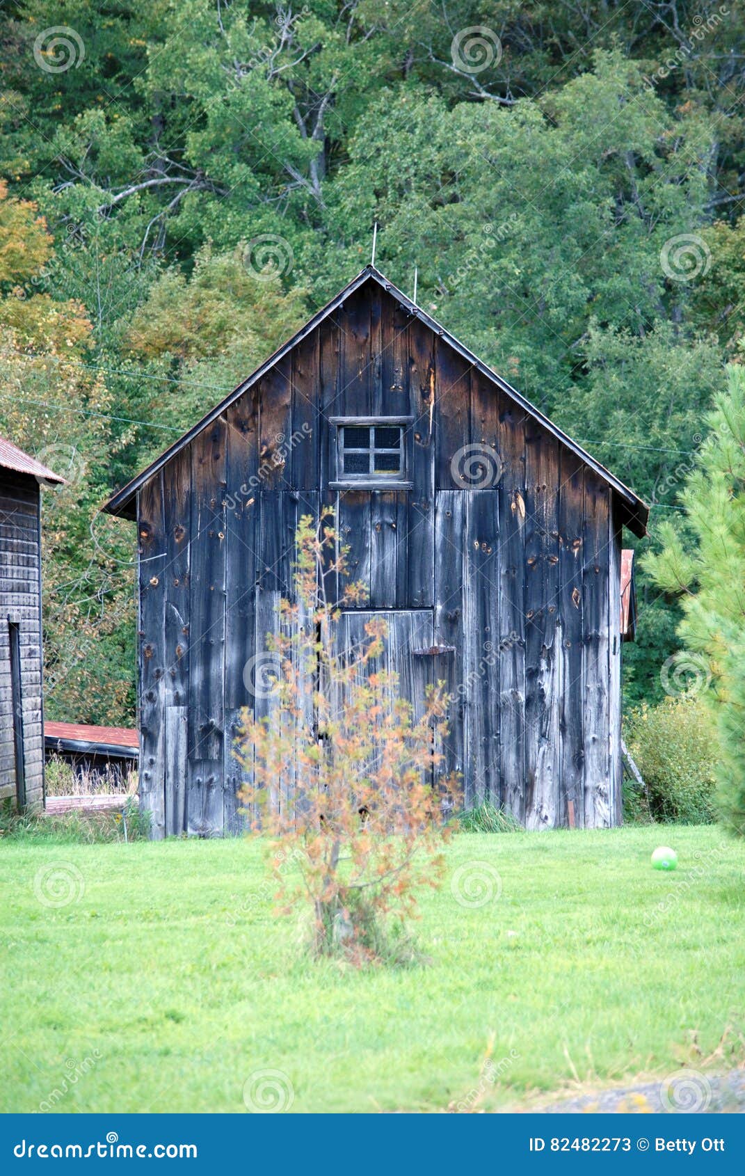 Upstate New York Old Farm Building with Background of Tall Trees