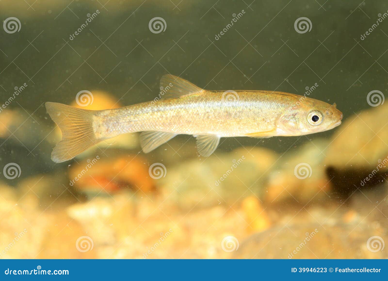 Upstream fat minnow stock image. Image of jouyi, asia - 39946223