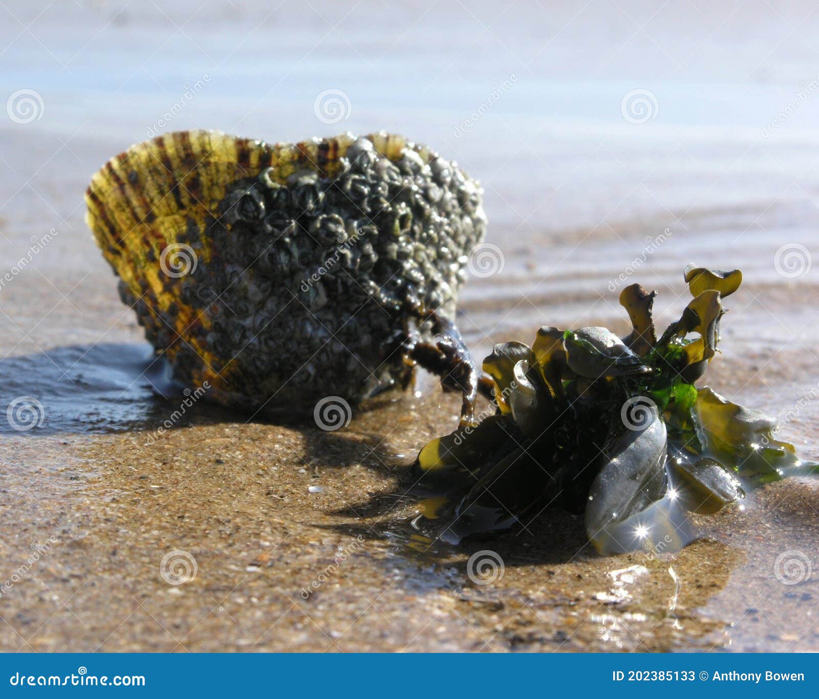 limpet and seaweed neighbours