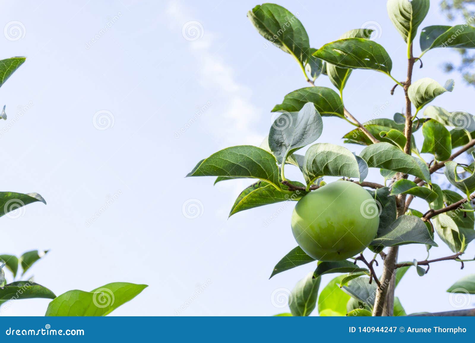 upward view, bunch of green raw persimmon round fruits and green leaves under blue sky, kown as diospyros fruit, edible plants