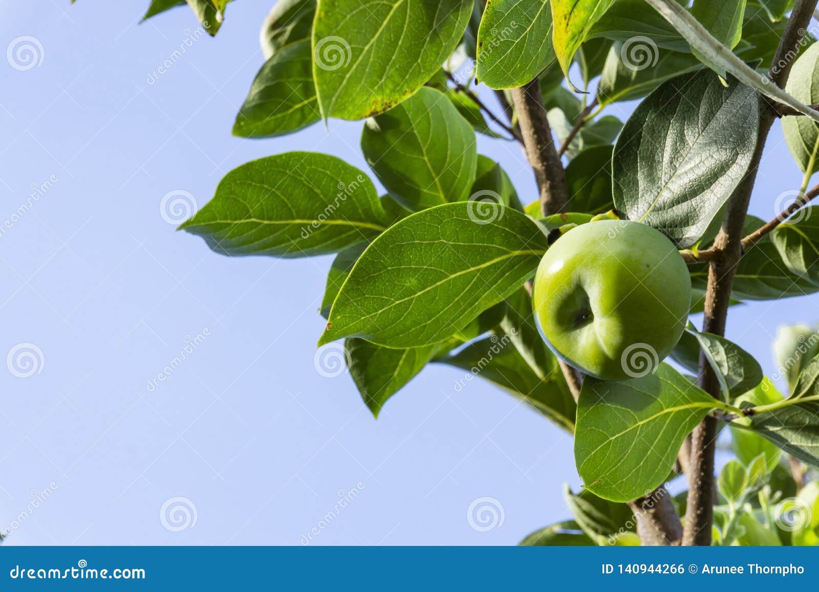 upward view, bunch of green raw persimmon round fruits and green leaves under blue sky, kown as diospyros fruit,edible plants