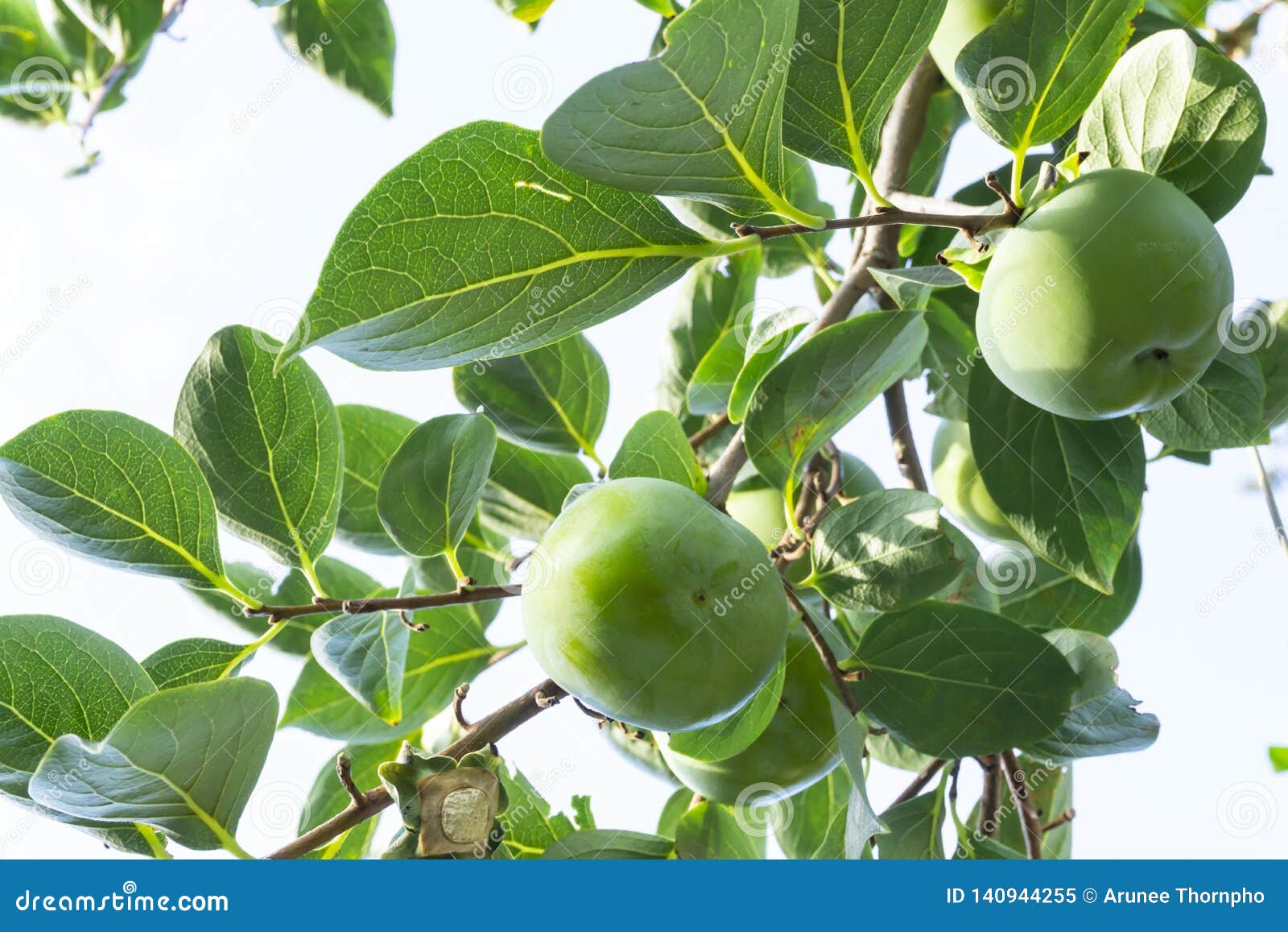 upward view, bunches of green raw persimmon round fruits and green leaves under blue sky, kown as diospyros fruit, edible