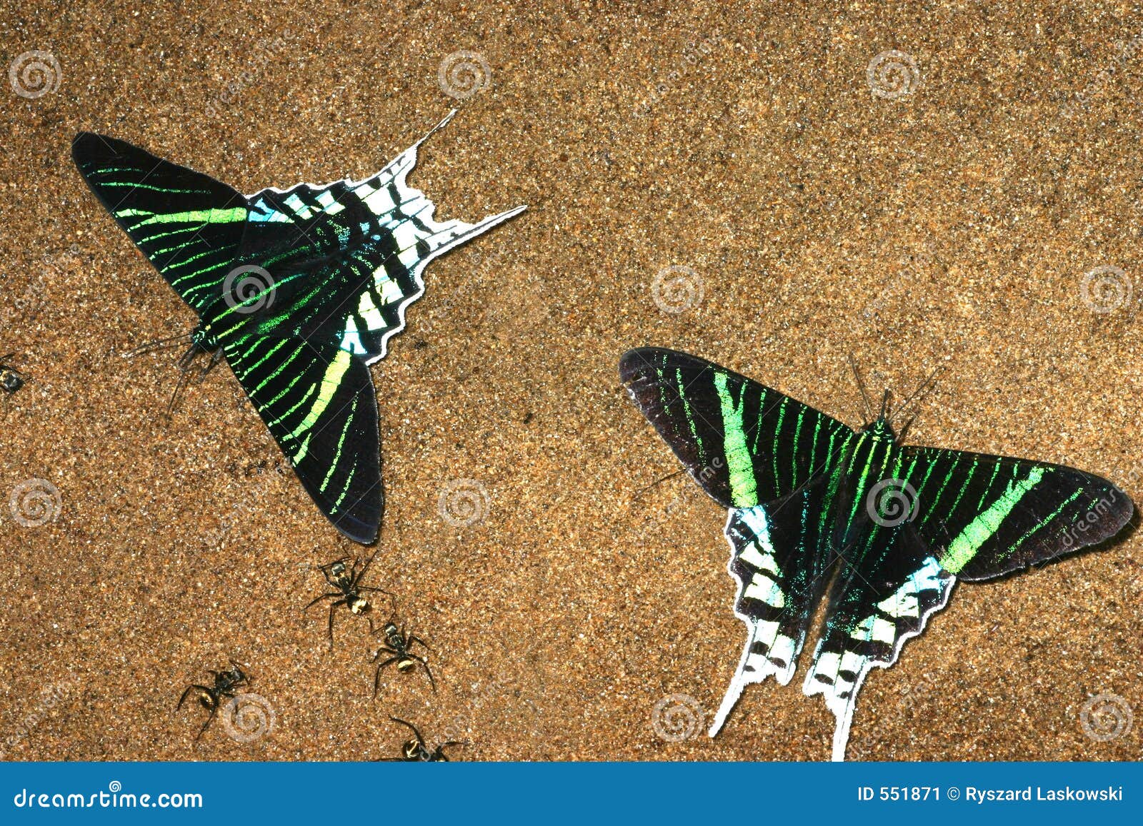 urania butterflies