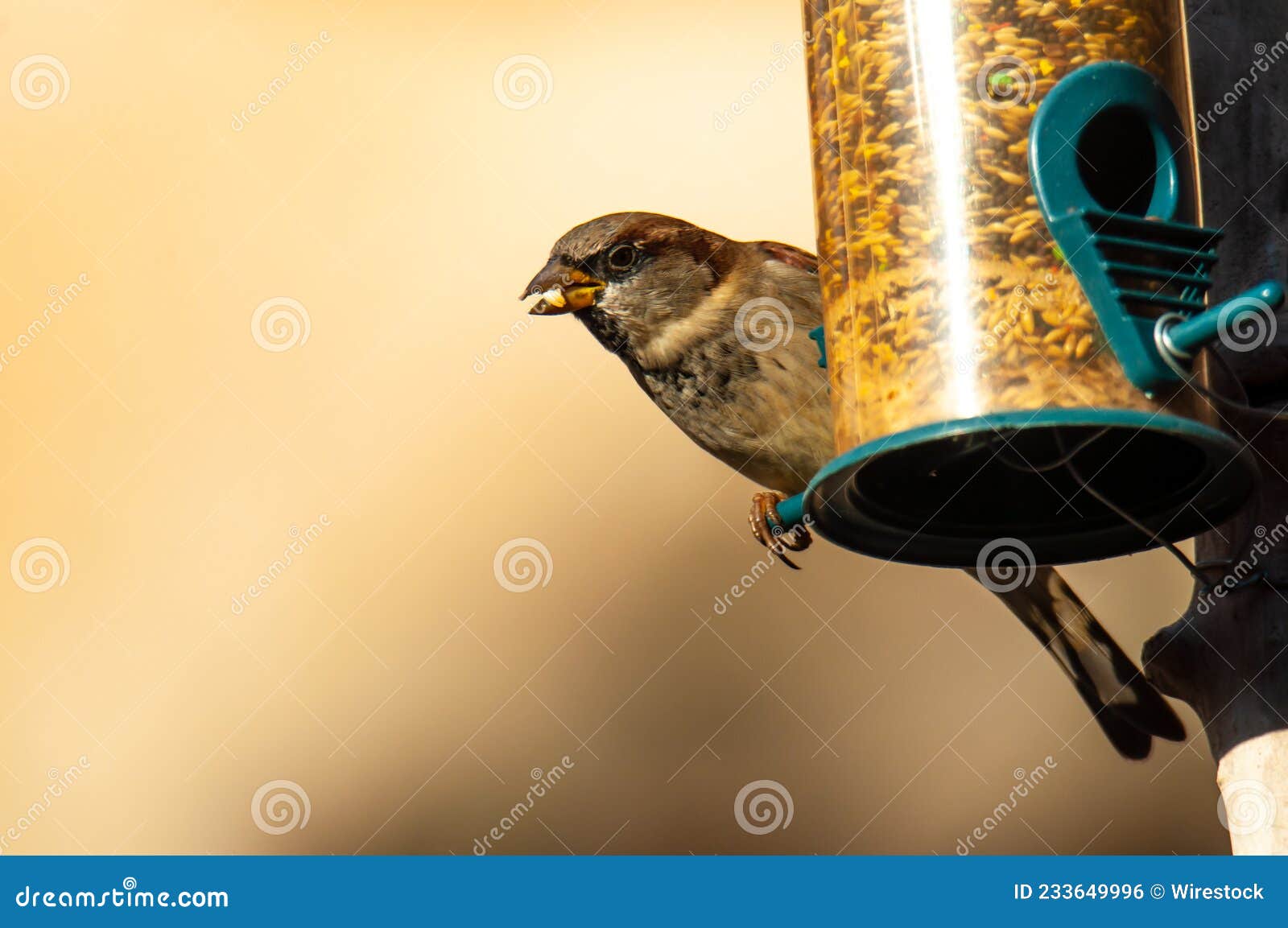 urban bird house sparrow (passer domesticus) eating in a bird feeder