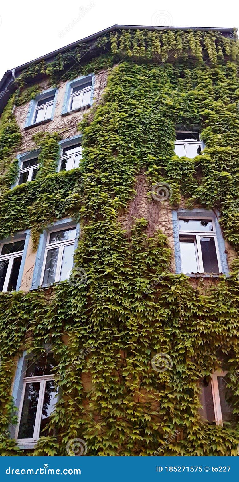 Urban Facade Greening Stock Image Image Of Carbon Balanced