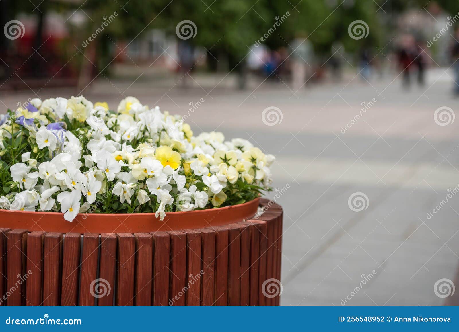 Urban flower bed closeup. stock photo. Image of background 256548952