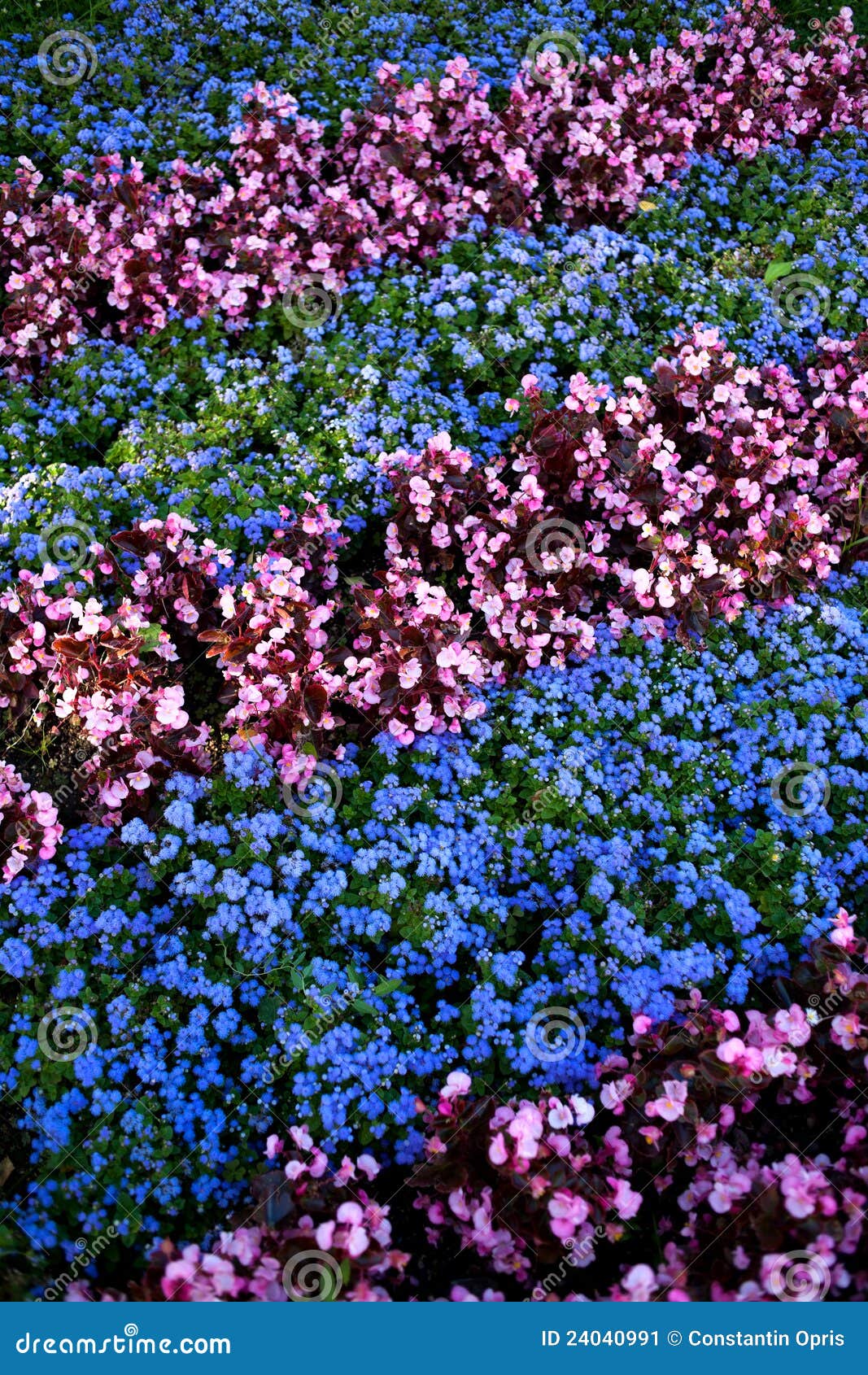 Urban flower garden stock image. Image of nature, leaves 24040991