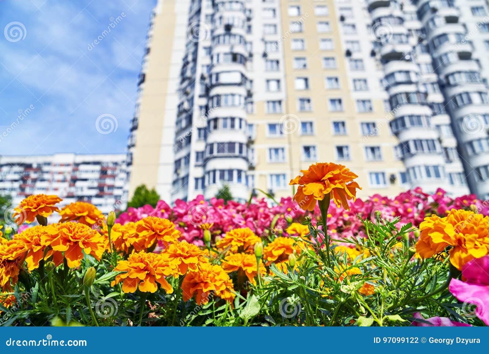 Urban Flowers with High Dwelling Building Stock Photo Image of