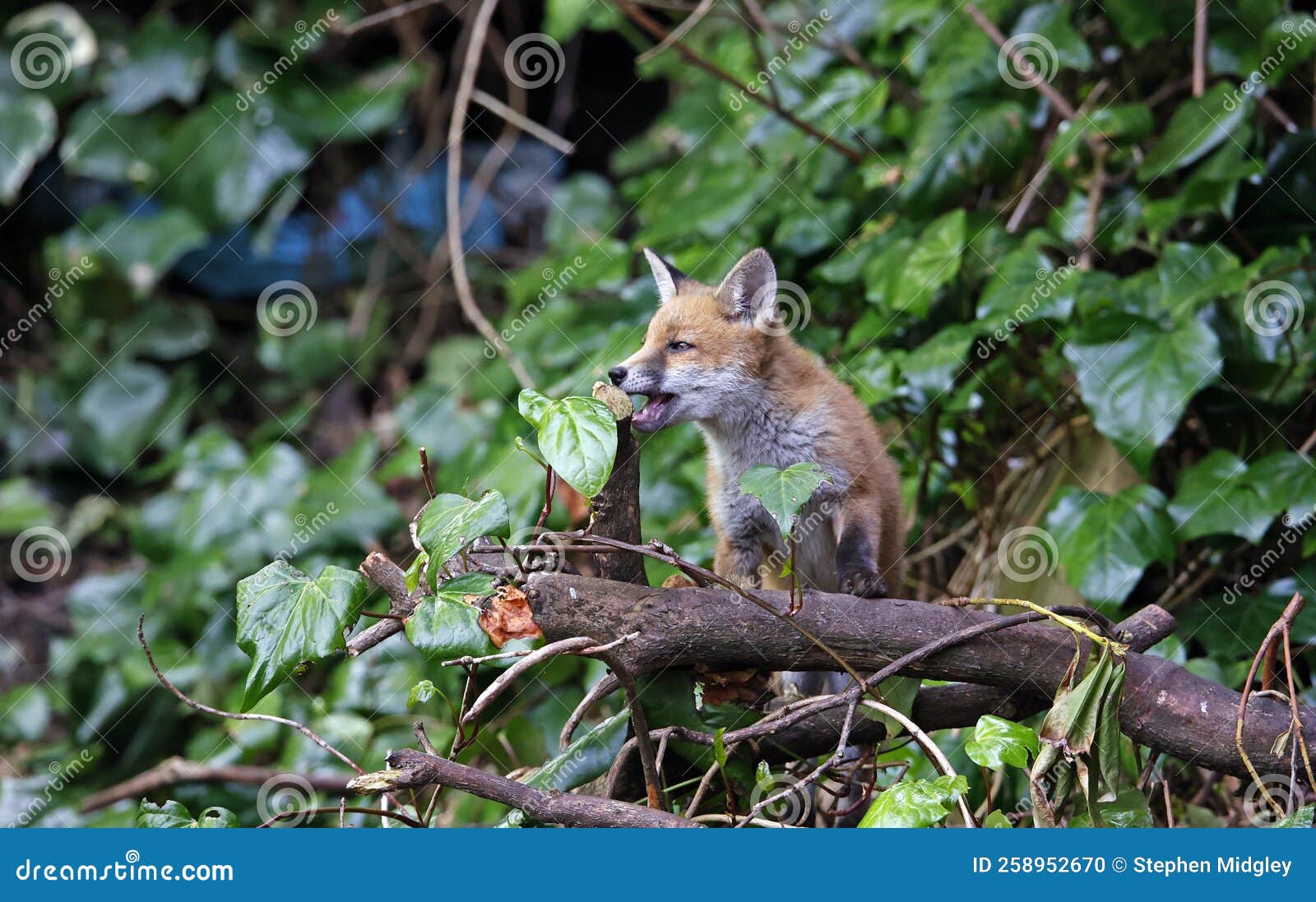 Urban Fox Cubs Exploring the Garden Stock Photo Image of mammal