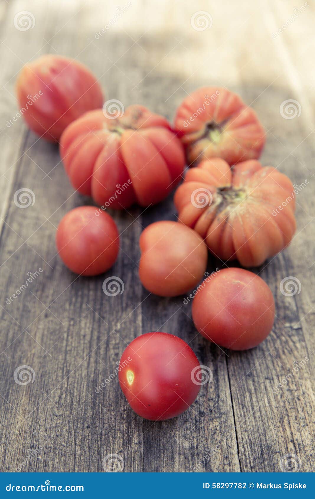 Urban gardening bio tomato stock photo. Image of supporter 58297782
