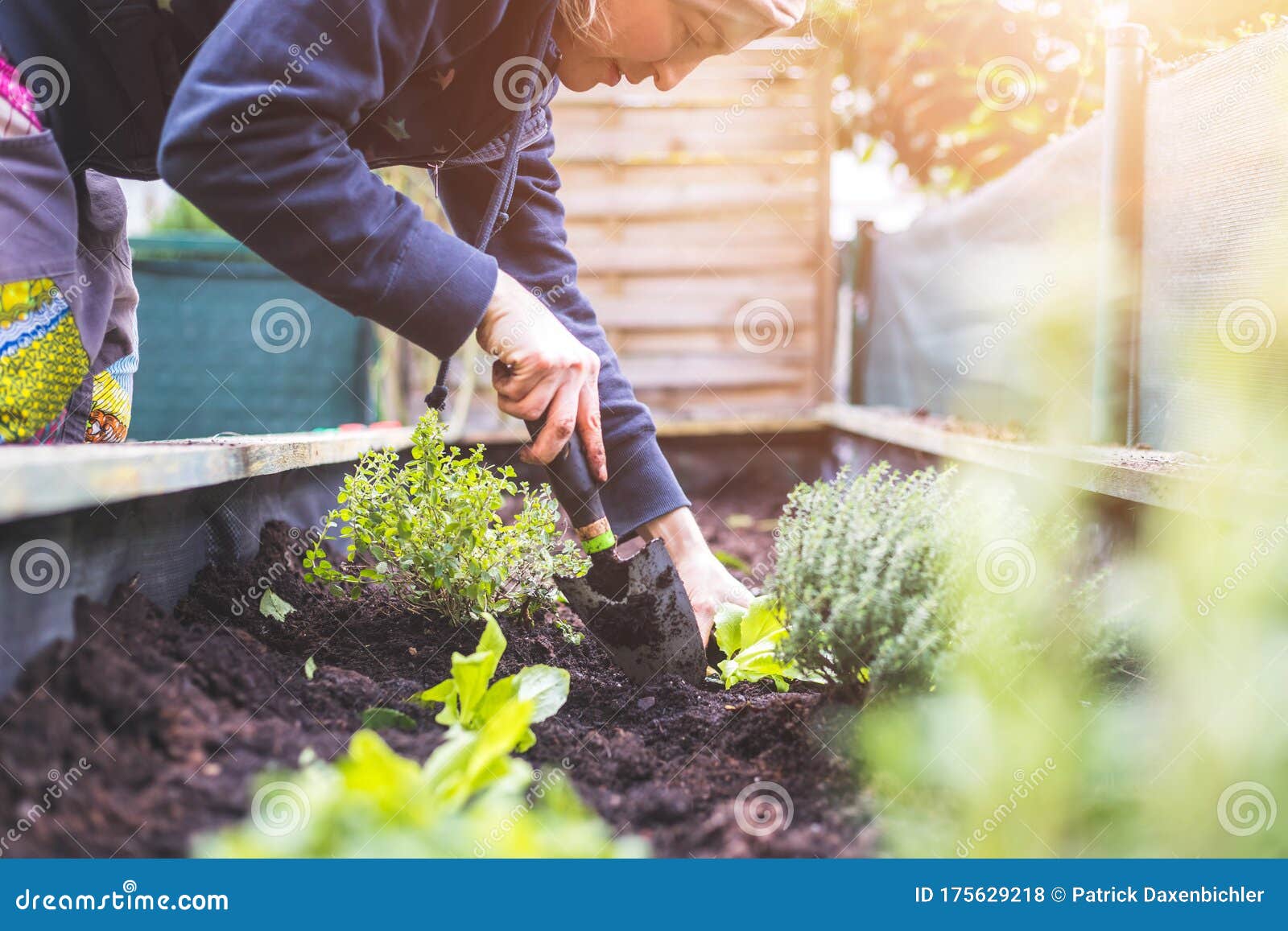 urban gardening: woman is planting fresh vegetables and herbs on fruitful soil in the own garden, raised bed