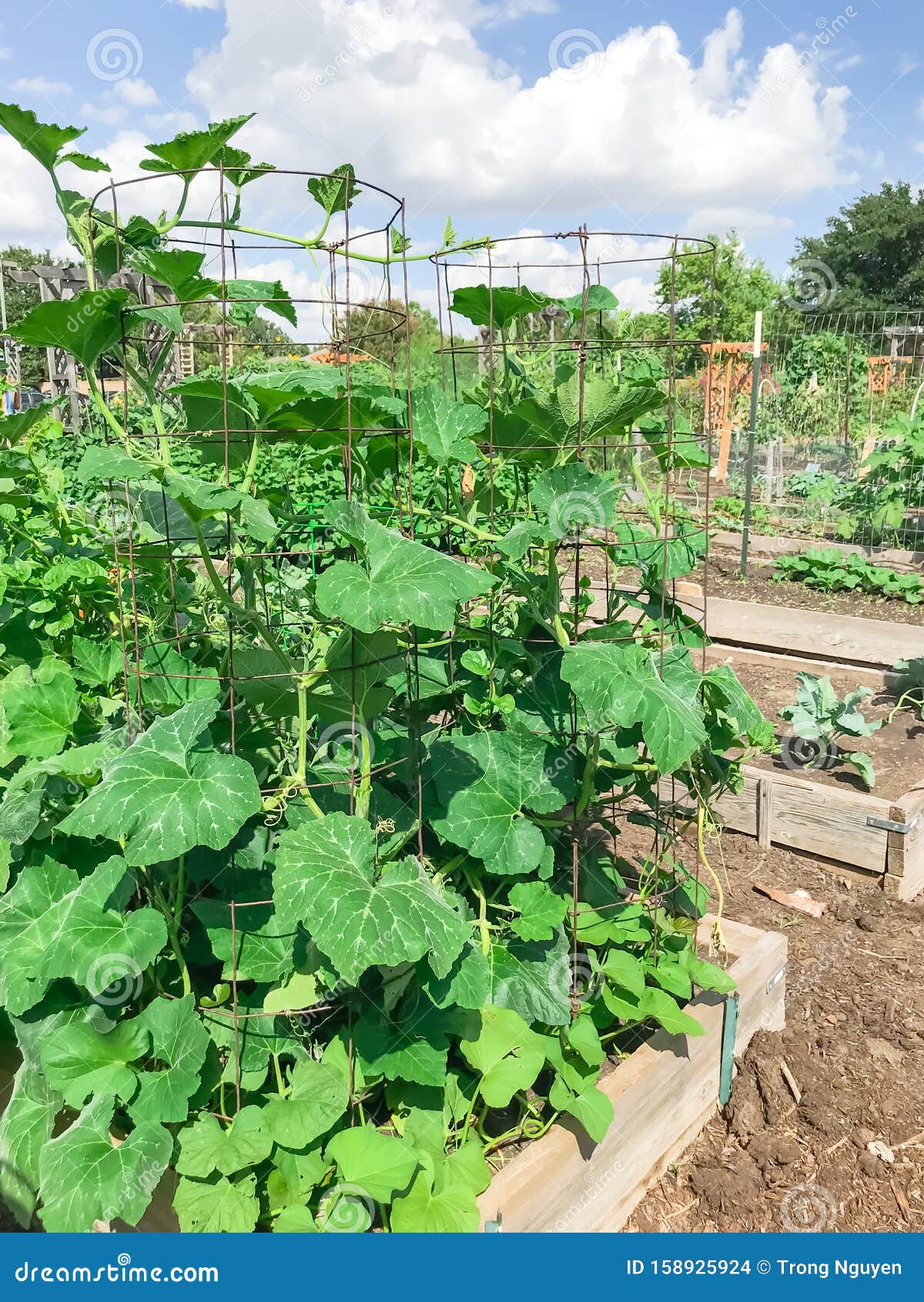 Urban Growing Community Garden With Green Mature Crops Near Dallas