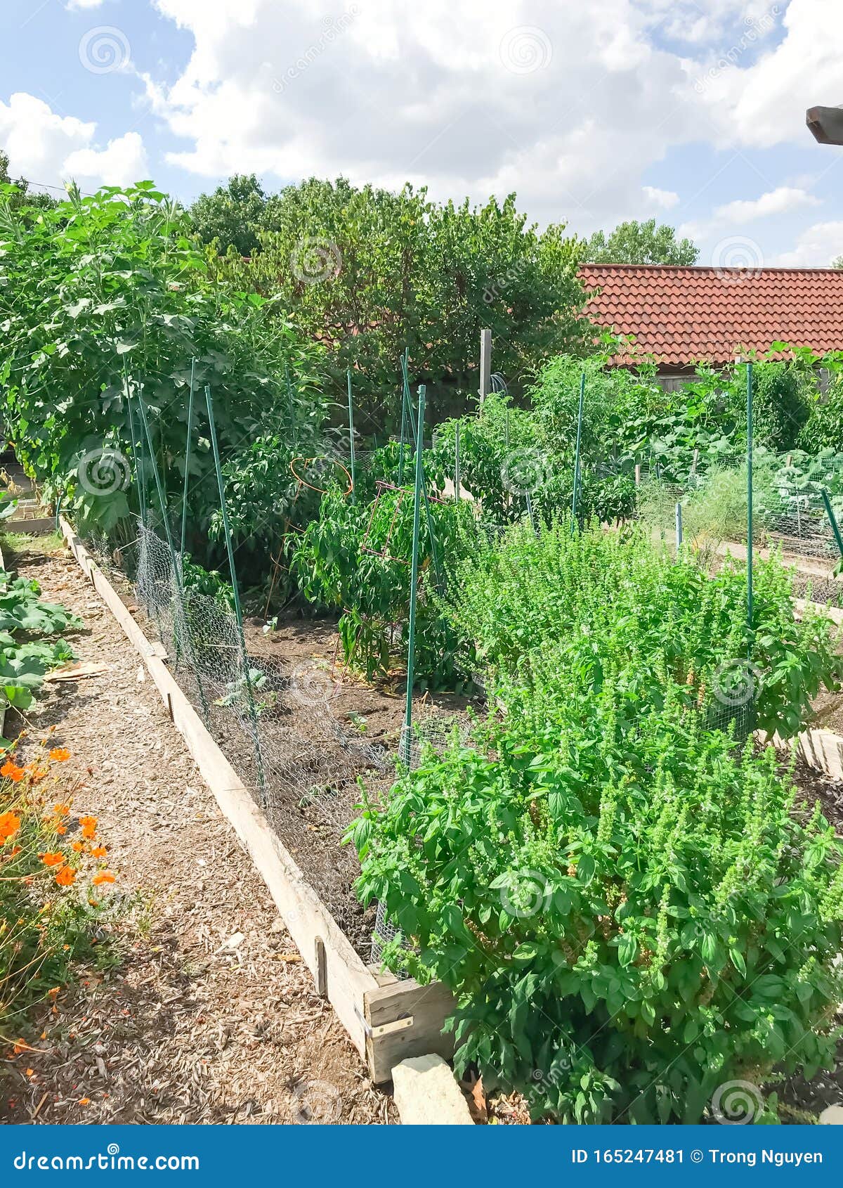 Urban Growing Community Garden With Green Mature Crops Near Dallas