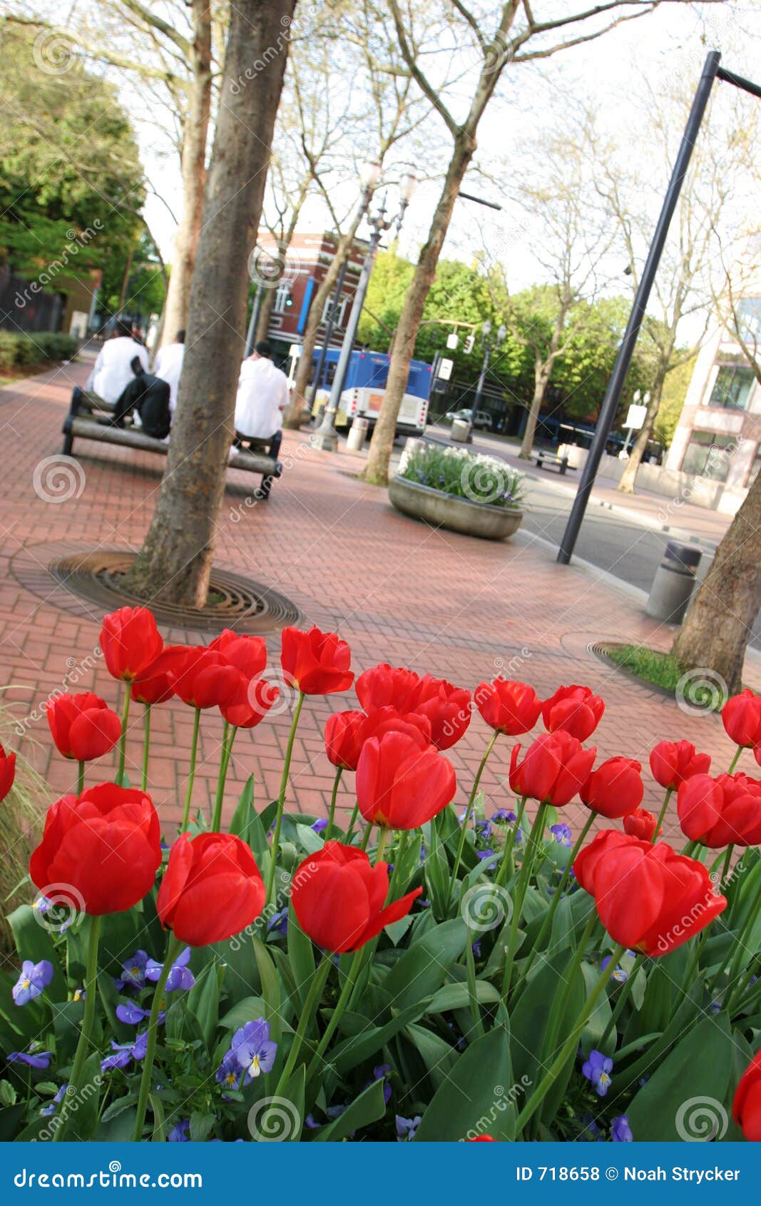 Urban Park Tulips stock photo. Image of flowers, park, downtown 718658